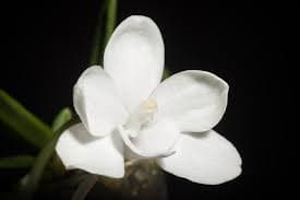 Amesiella monticola: Orquídea de pequeño tamaño 3