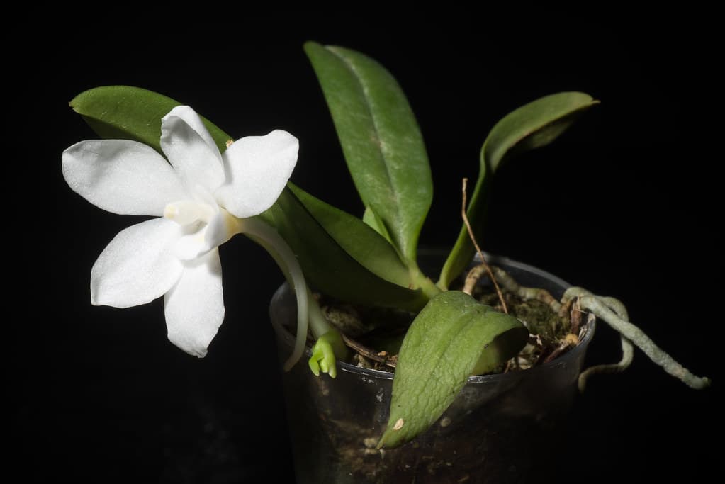 Amesiella monticola: Preciosa Orquídea de interés botánico con una imponente floración blanca digna de las mejores colecciones.