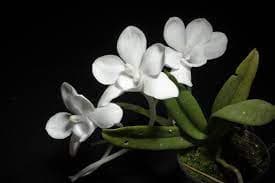 Amesiella monticola: Orquídea de pequeño tamaño 4