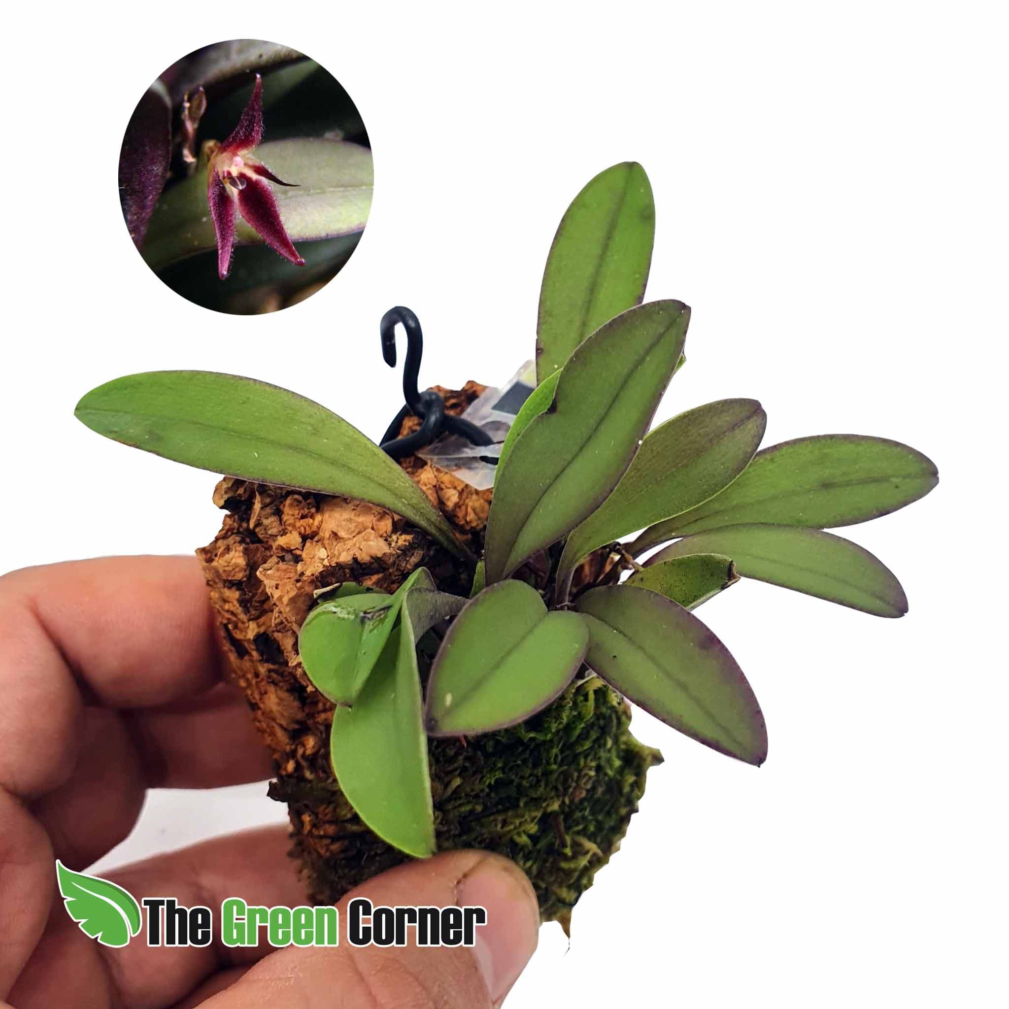 Anathallis rabei: Oruideas cultivadas directamente en los viveros mas exclusivos de Ecuador