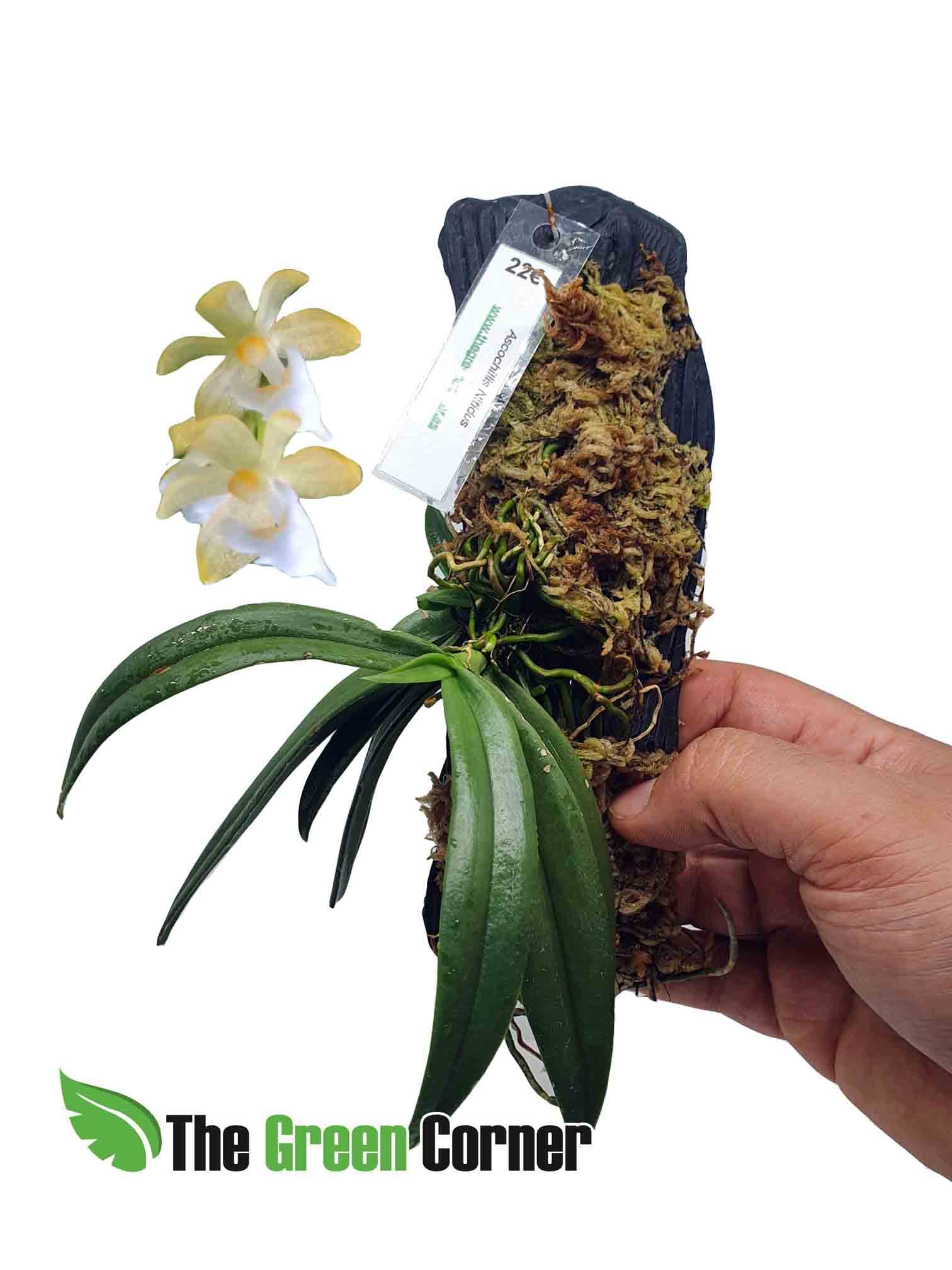 Ascochilus Nitidus: Se encuentra en Tailandia como una epífita de tamaño miniatura
