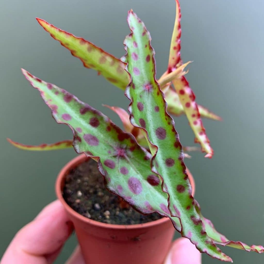 Begonia amphioxus 3