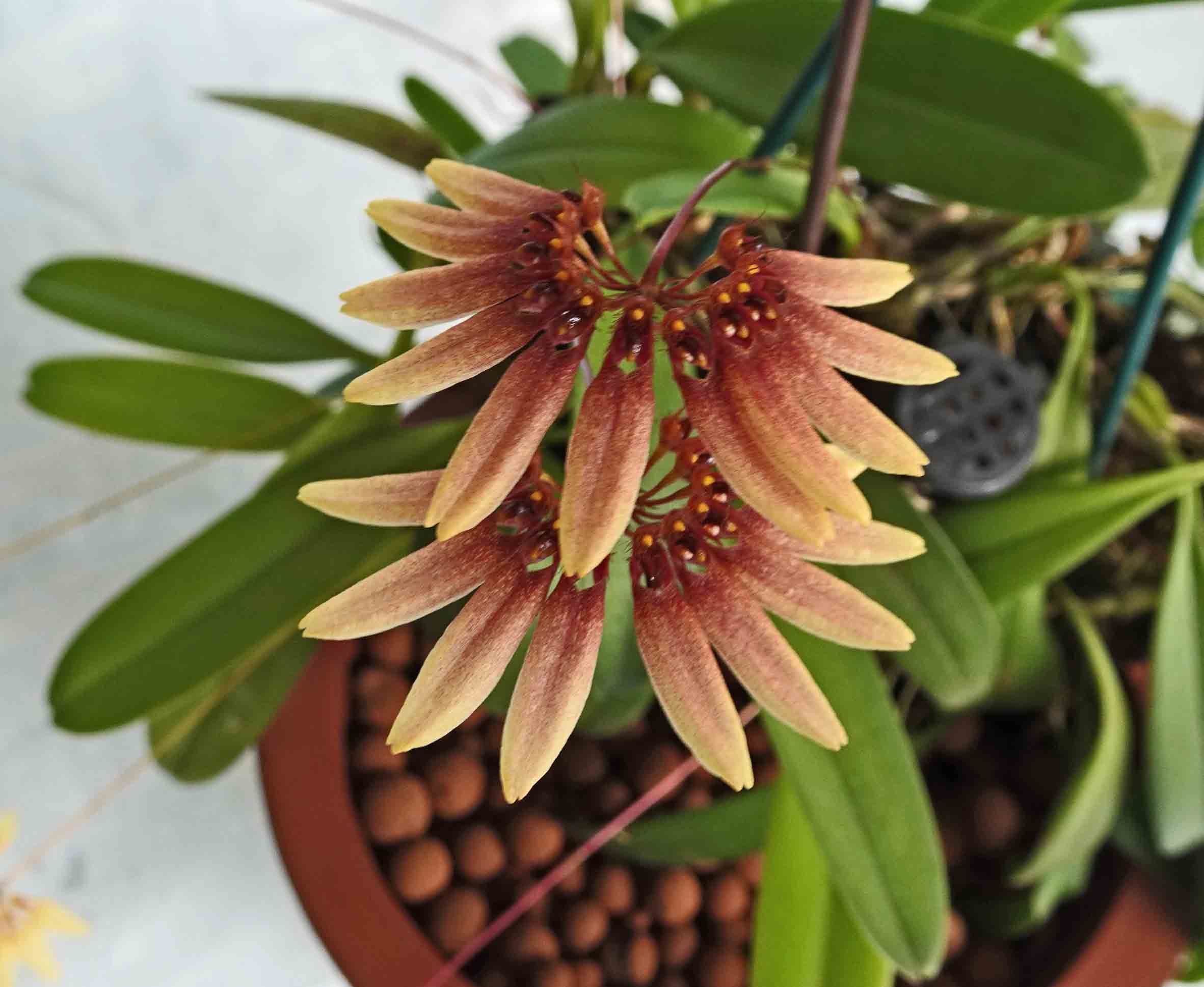 Bulbophyllum lepidum: Orquidea de tamaño medio 3