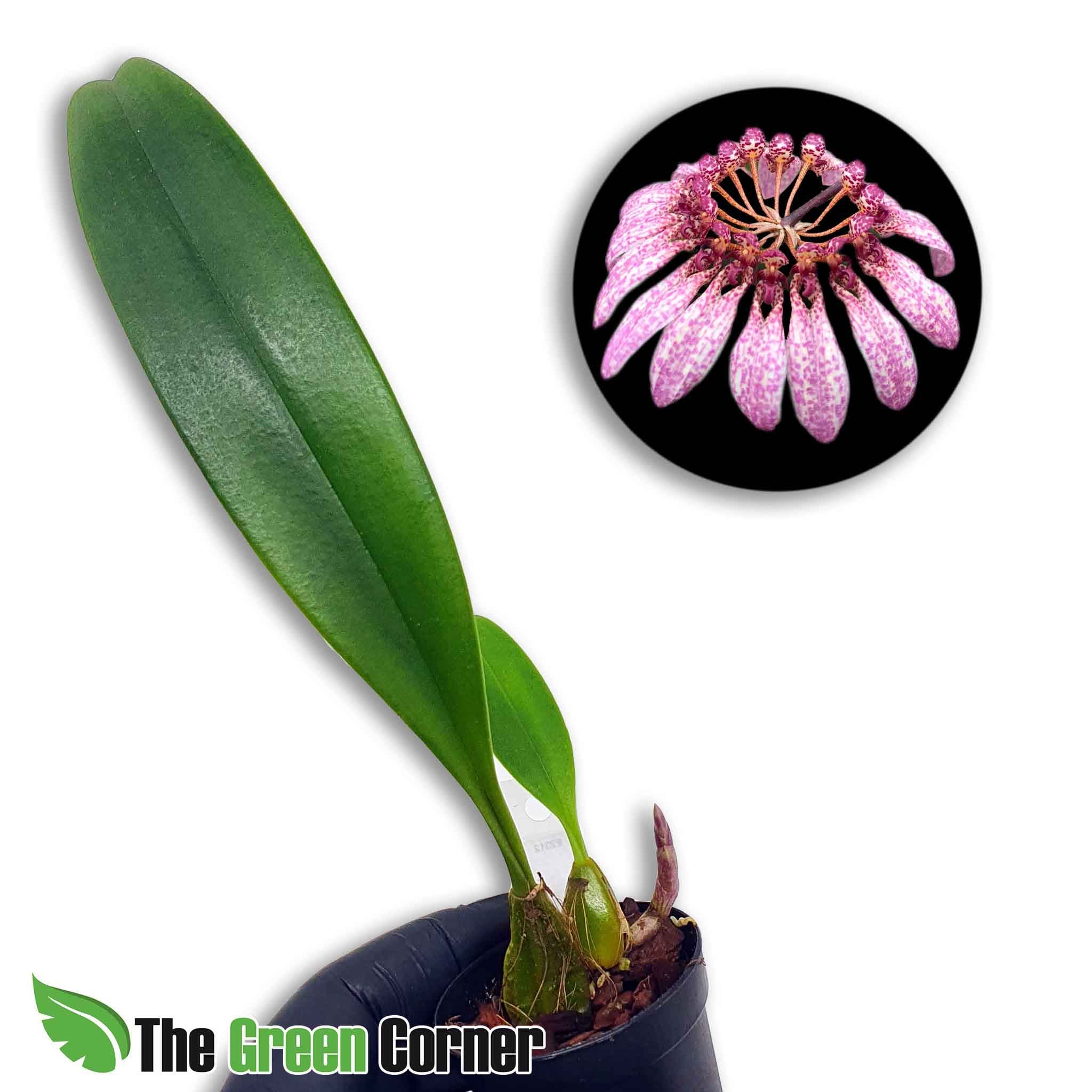 Bulbophyllum eberhardtii: Preciosa variedad de Bulbophyllum con floraciones rosas en forma de paraguas. Una de las mejores especies para principiantes.