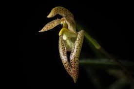 Bulbophyllum lasiochilum: Orquídea de medio tamaño 2