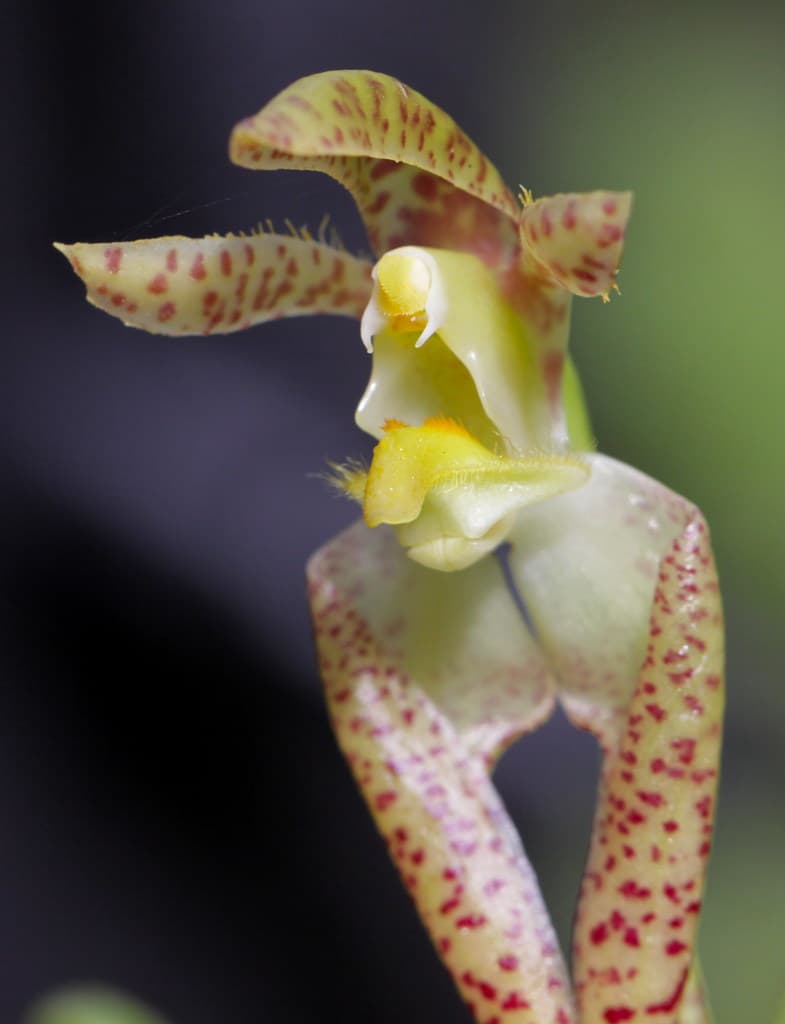 Bulbophyllum lasiochilum: Orquídea de medio tamaño 3