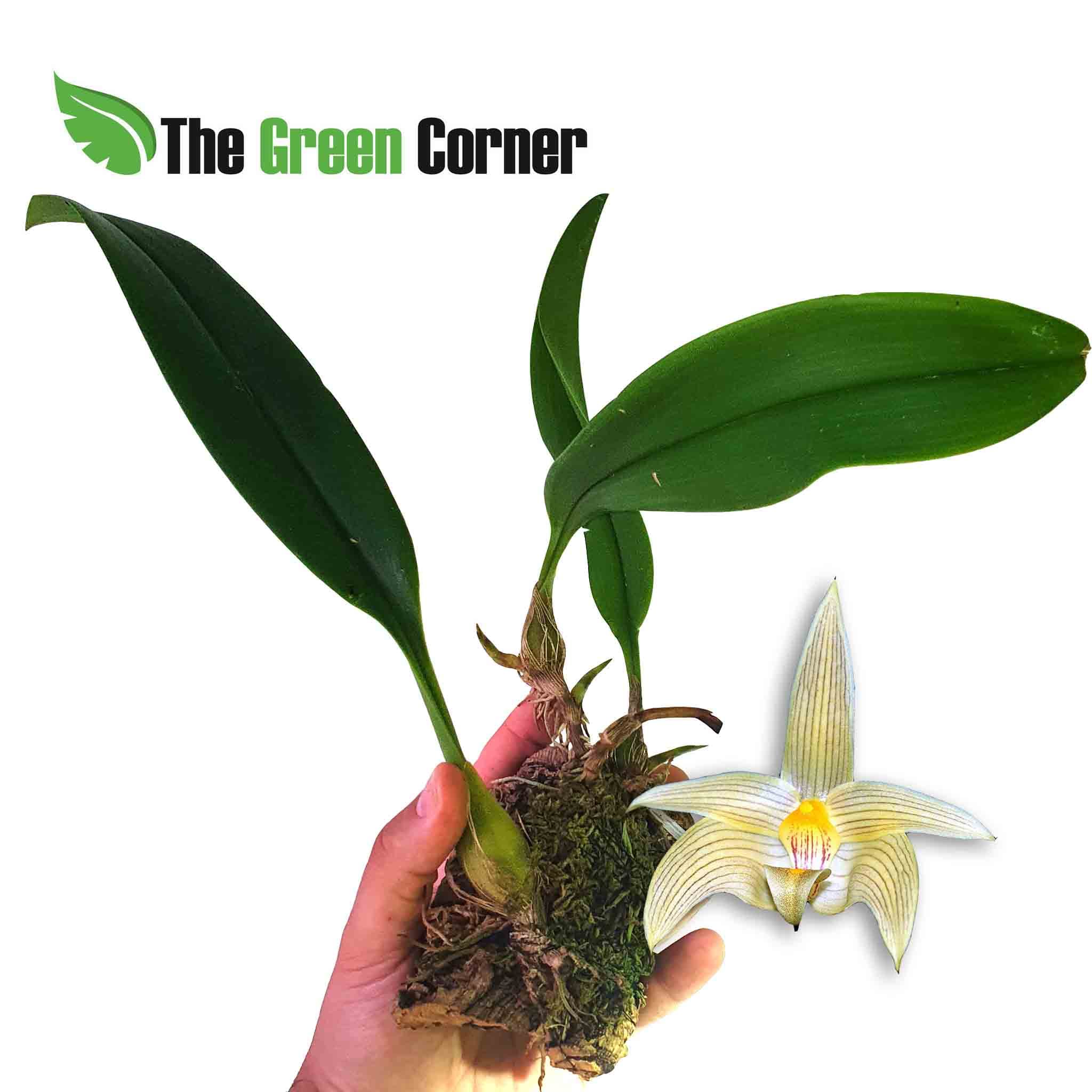Preciosa Orquidea del genero Bulbophyllum