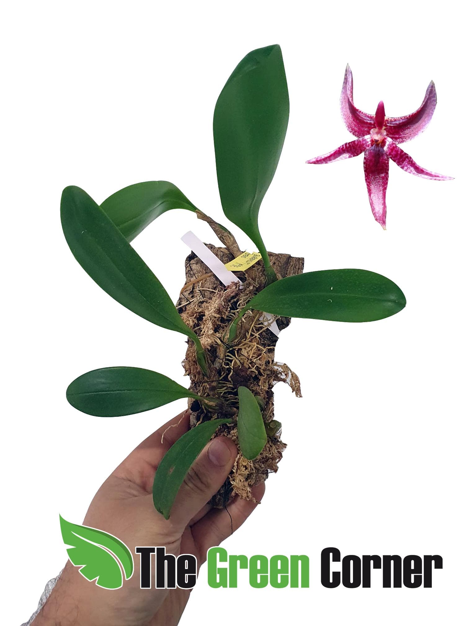 Bulbophyllum Patens: Bulbophyllum de buen tamaño