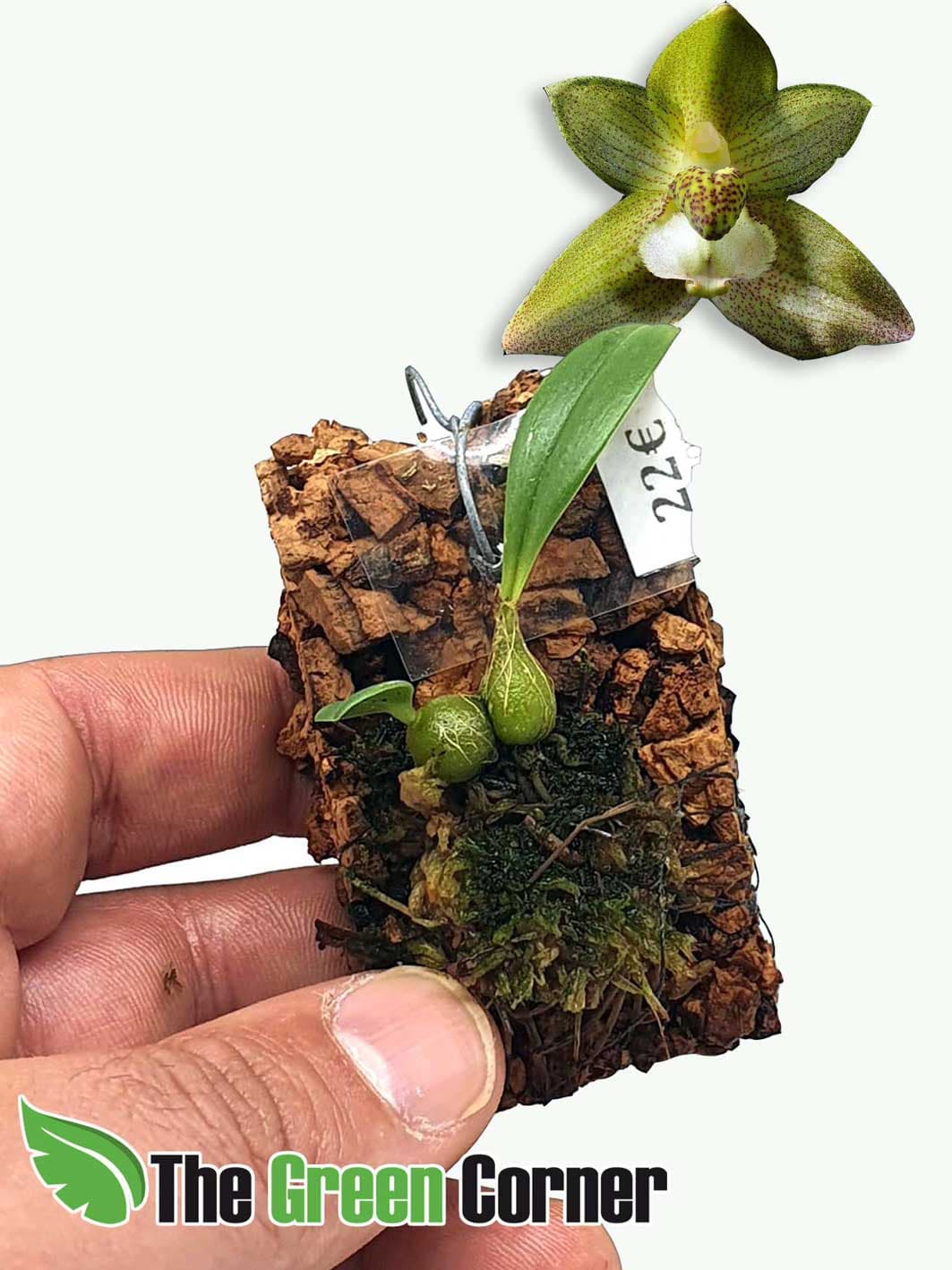 Bulbophyllum pectinatum: Preciosa variedad del genero Bulbophyllum. Perfecta para terrario y demas ecosistemas tropicales.