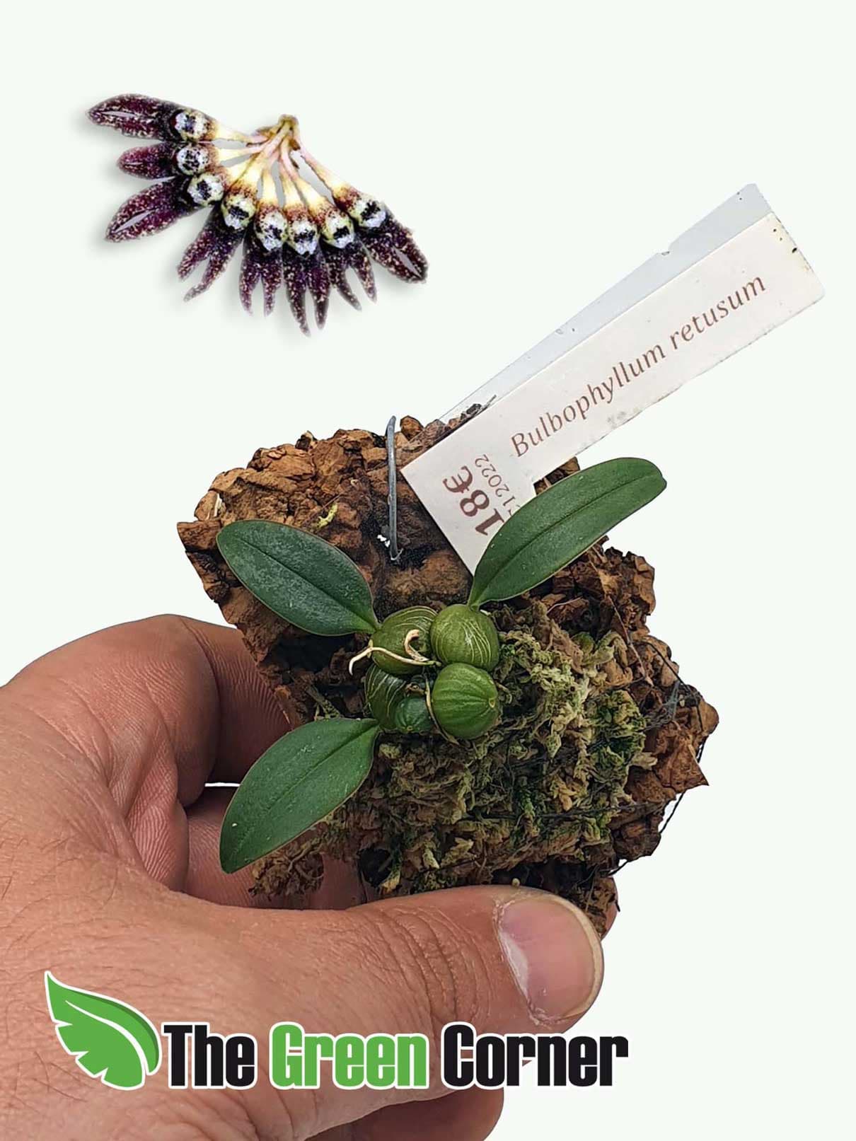 Bulbophyllum retusum: Orquidea de pequeño tamaño 4