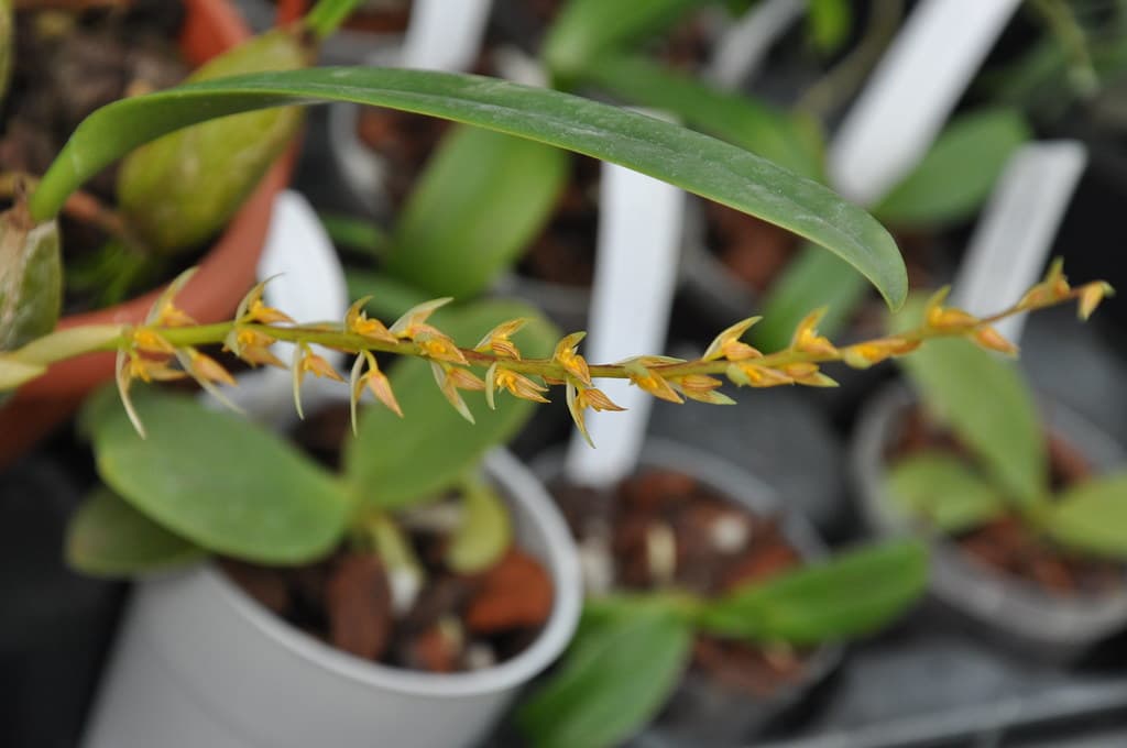 Bulbophyllum rufinum 2