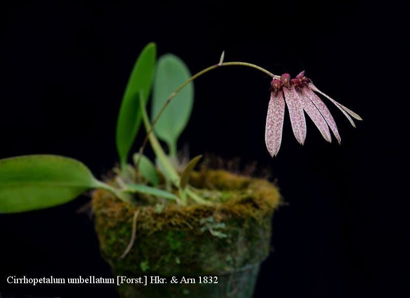 Bulbophyllum umbelatum: Orquídea de tamaño medio 2