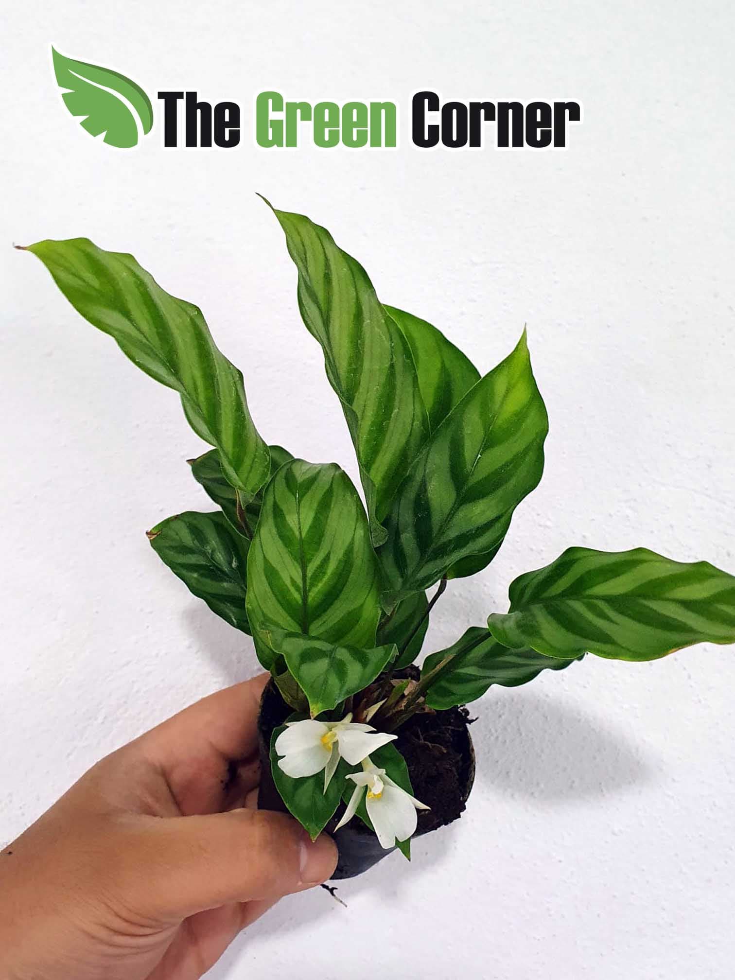 Calathea spp. 4