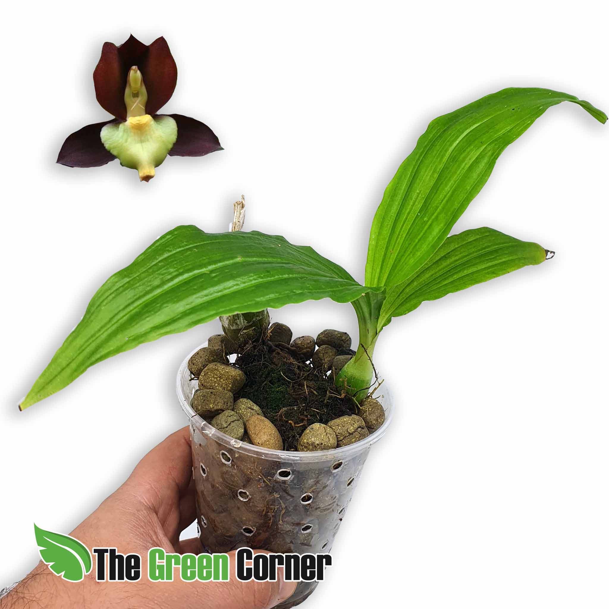 Catasetum Tenebrosum: Preciosa especie del genero catasetum