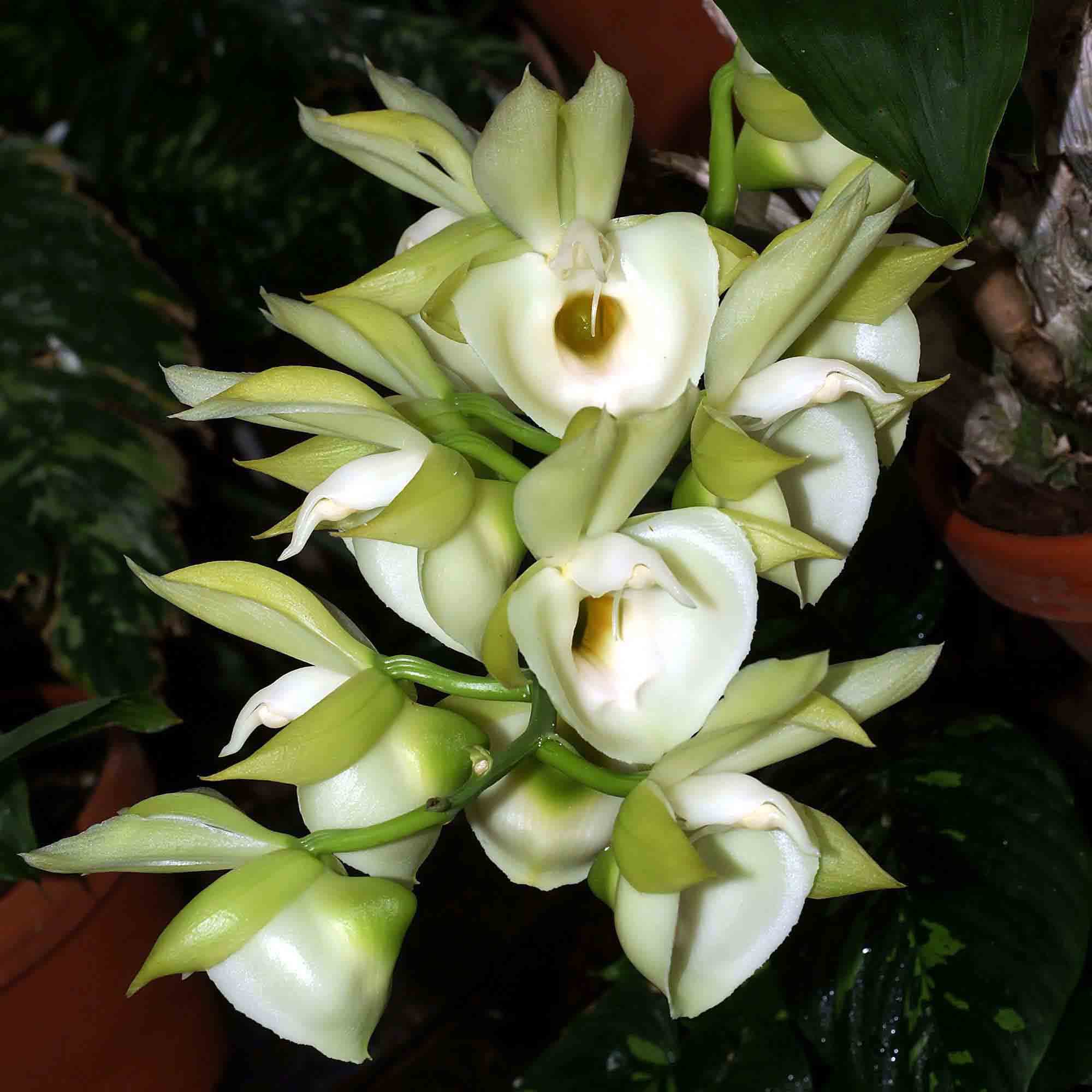 caracteristico por sus grandes flores blancas y su impresionante aroma.