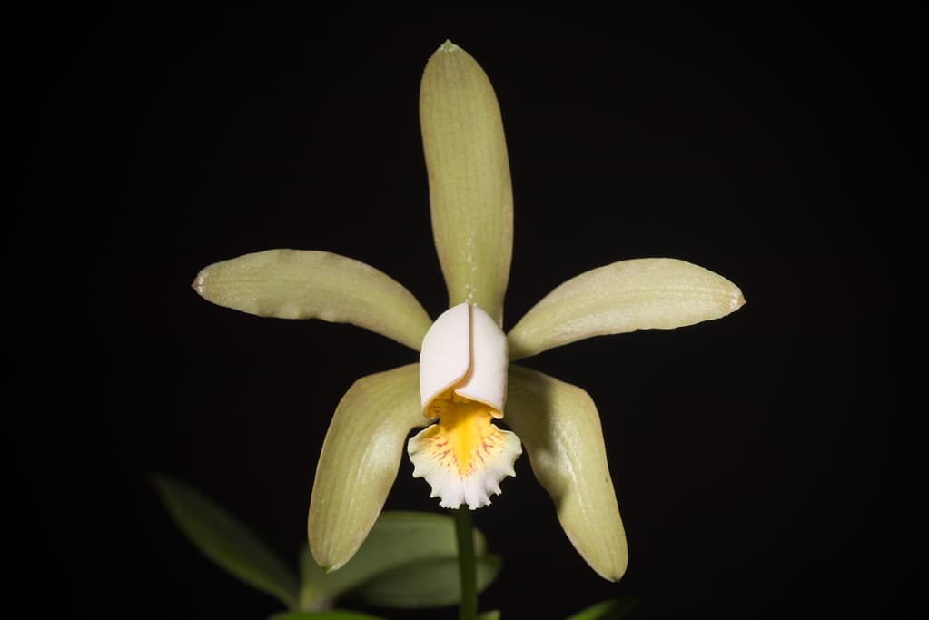 una cattleya para amantes de este genero.