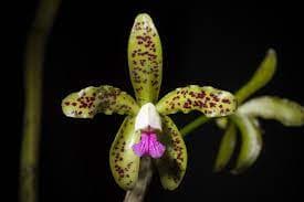Cattleya guttata joven: Cattleya botanica 3