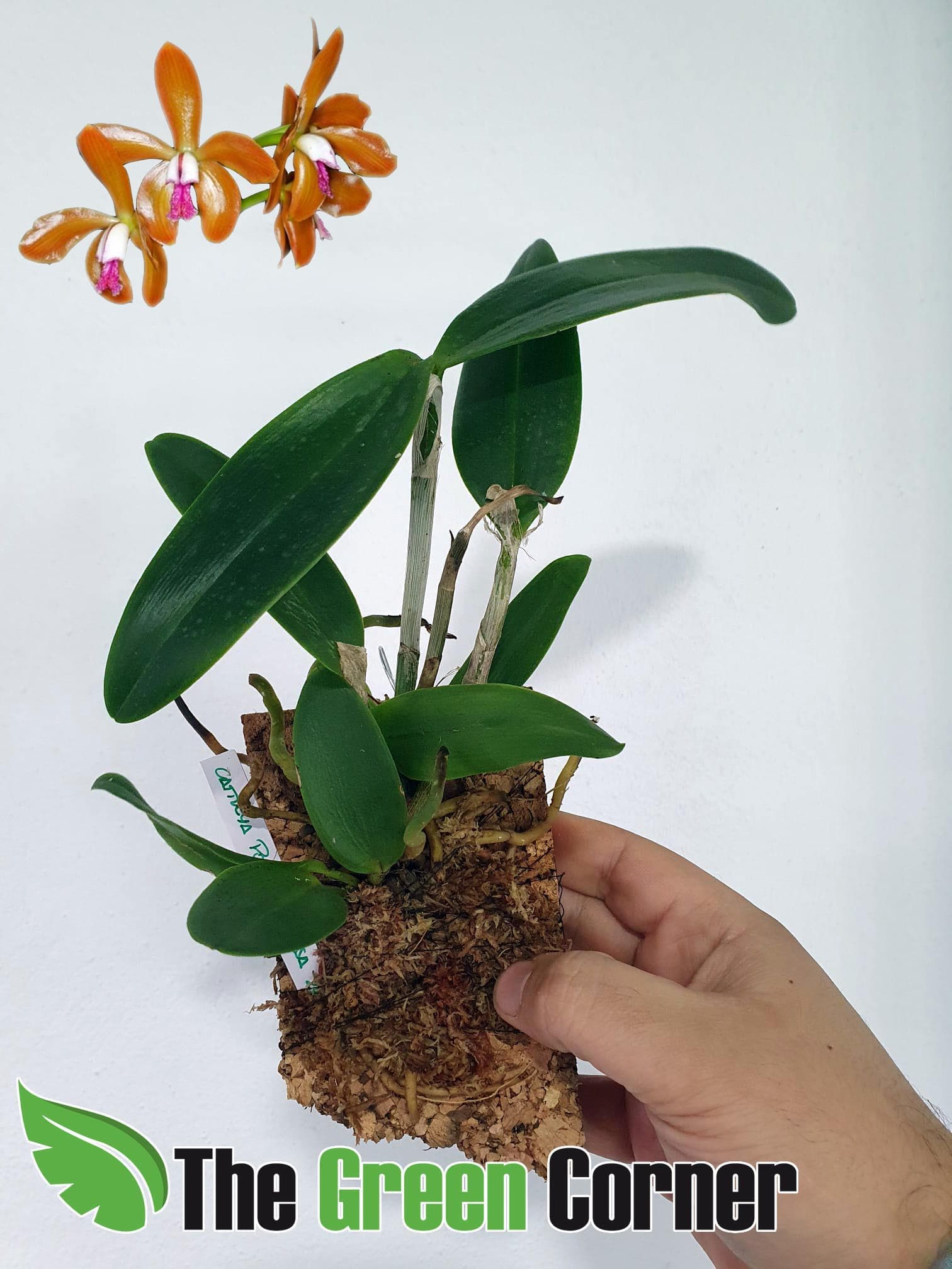 Cattleya porphyroglossa: Preciosa variedad del genero