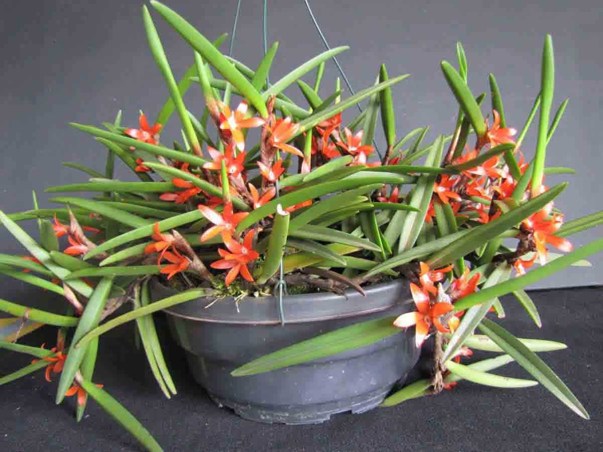 Ceratostylis rubra 2