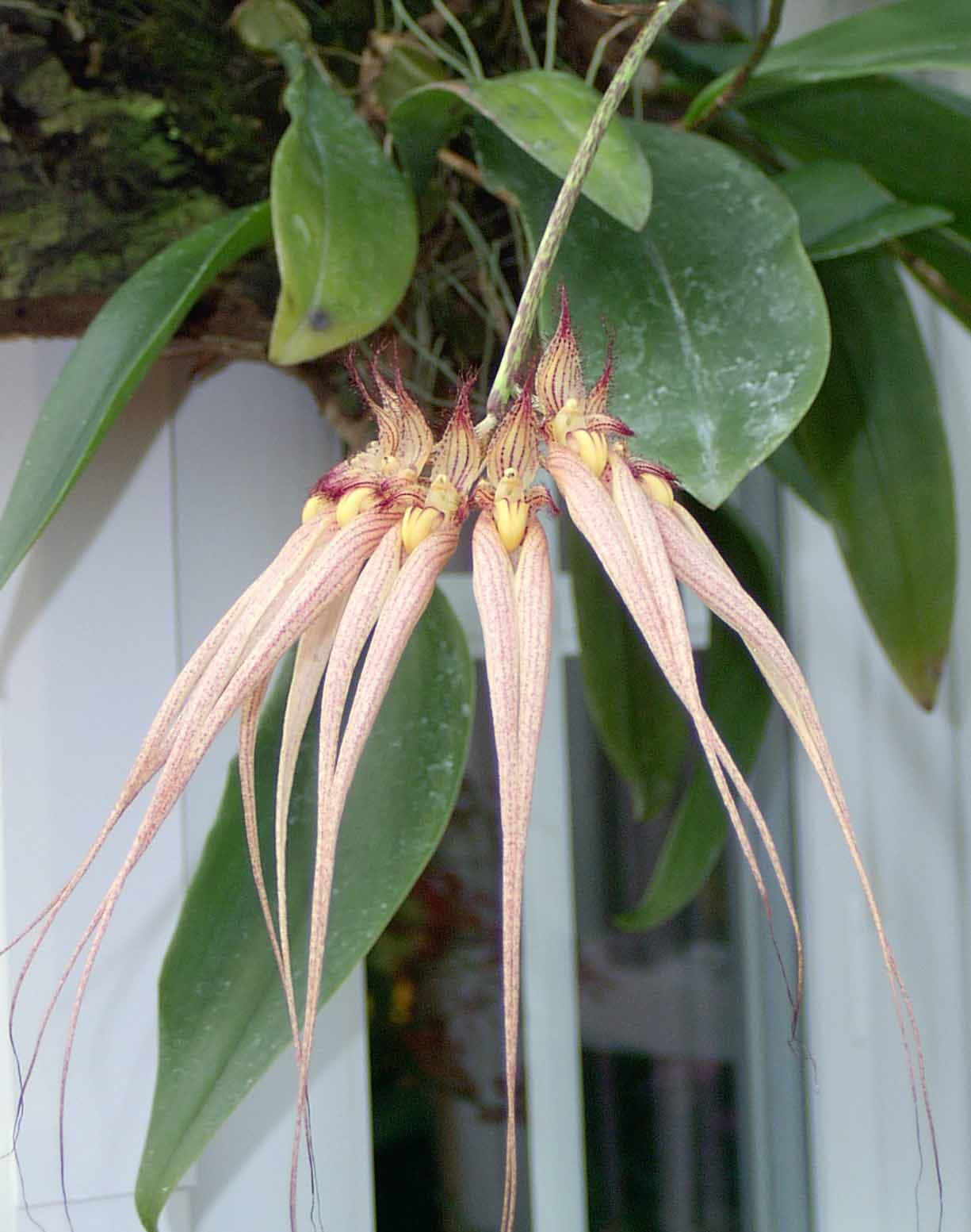 Bulbophyllum Elizabeth Ann 'Buckleberry' 3