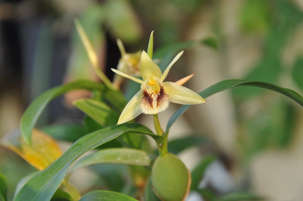 Coelogyne fimbriata: Orquidea de pequeño tamaño 3