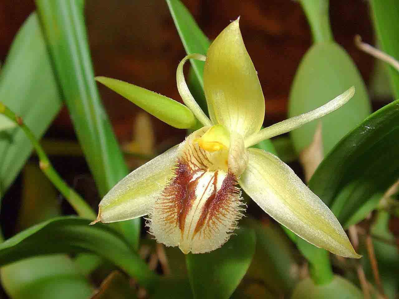 Coelogyne fimbriata: Orquidea de pequeño tamaño 2