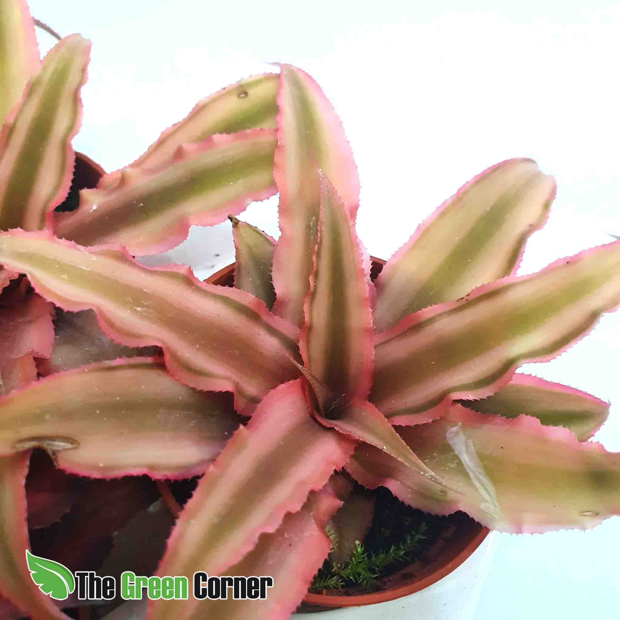 Cryptanthus Mixto 2