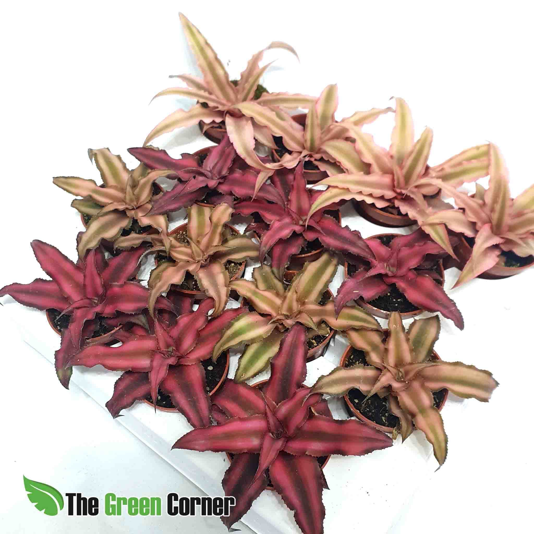 El Cryptanthus crece a partir de una roseta aplanada. Las hojas son onduladas y presentan un patrón de rayas. Preciosa planta para terrario
