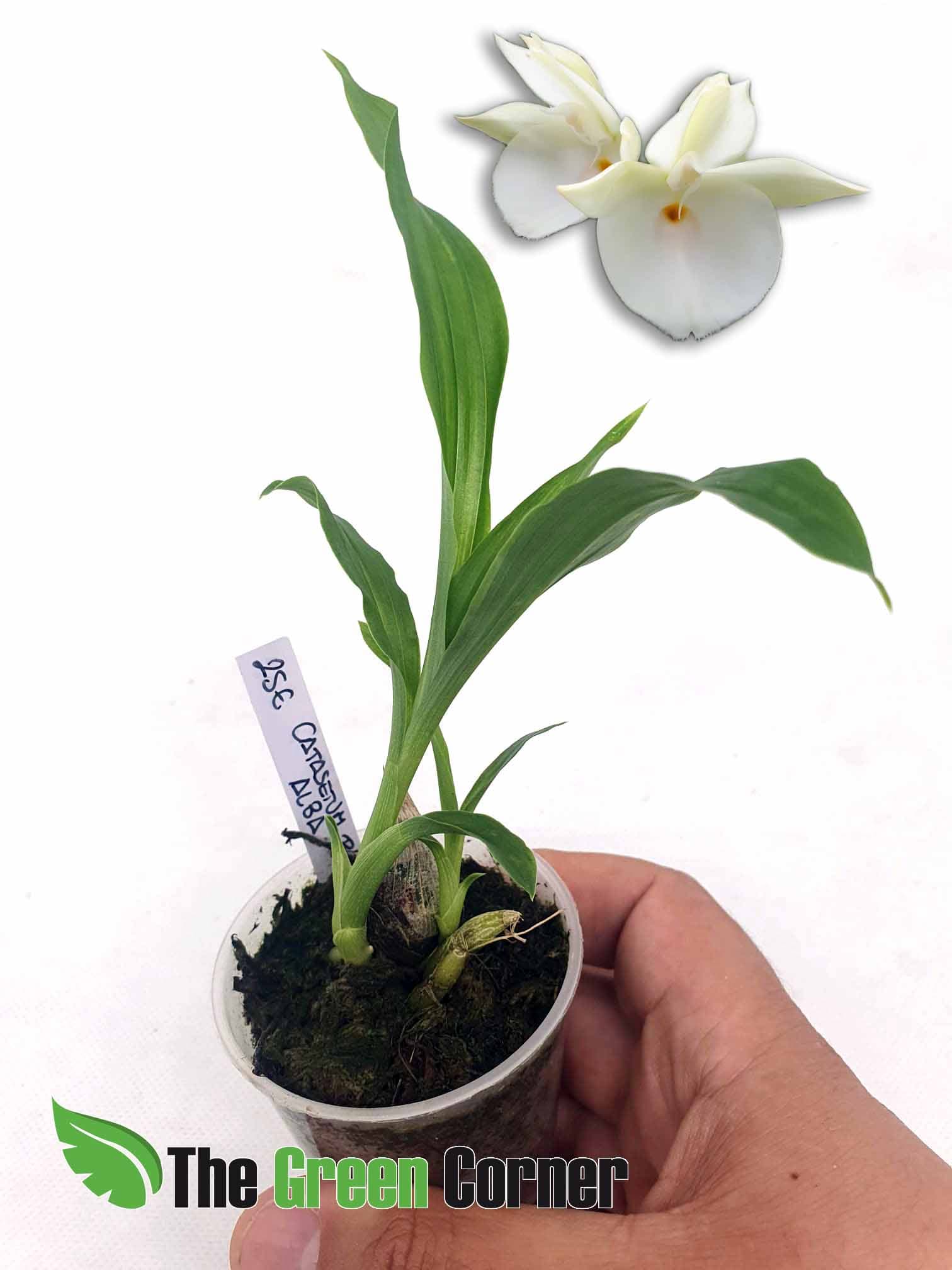 Catasetum Pileatum Alba: Precioso Catasetum