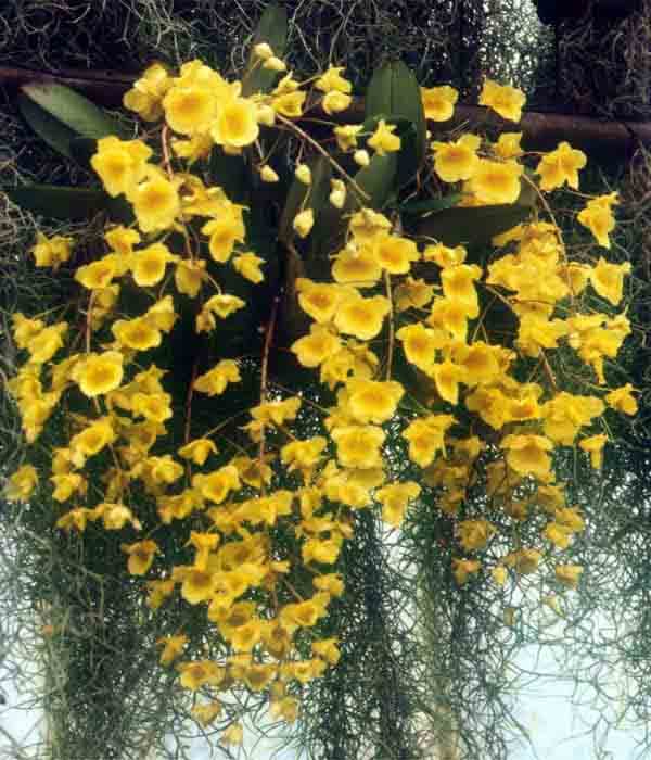 Dendrobium jenkinsii x lindleyi: Orquídea de tamaño medio 3