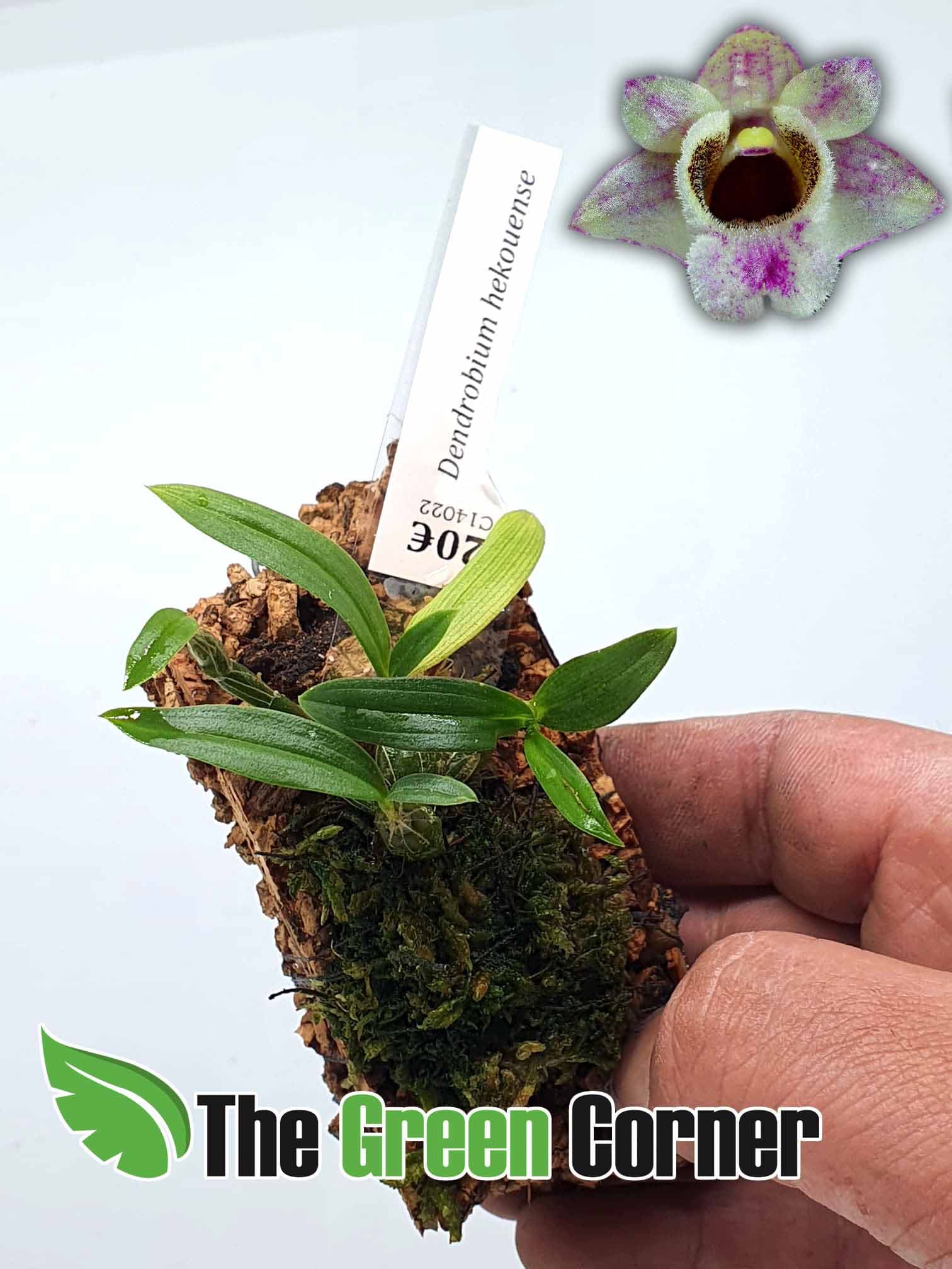 Dendrobium-kekouense-nuestro