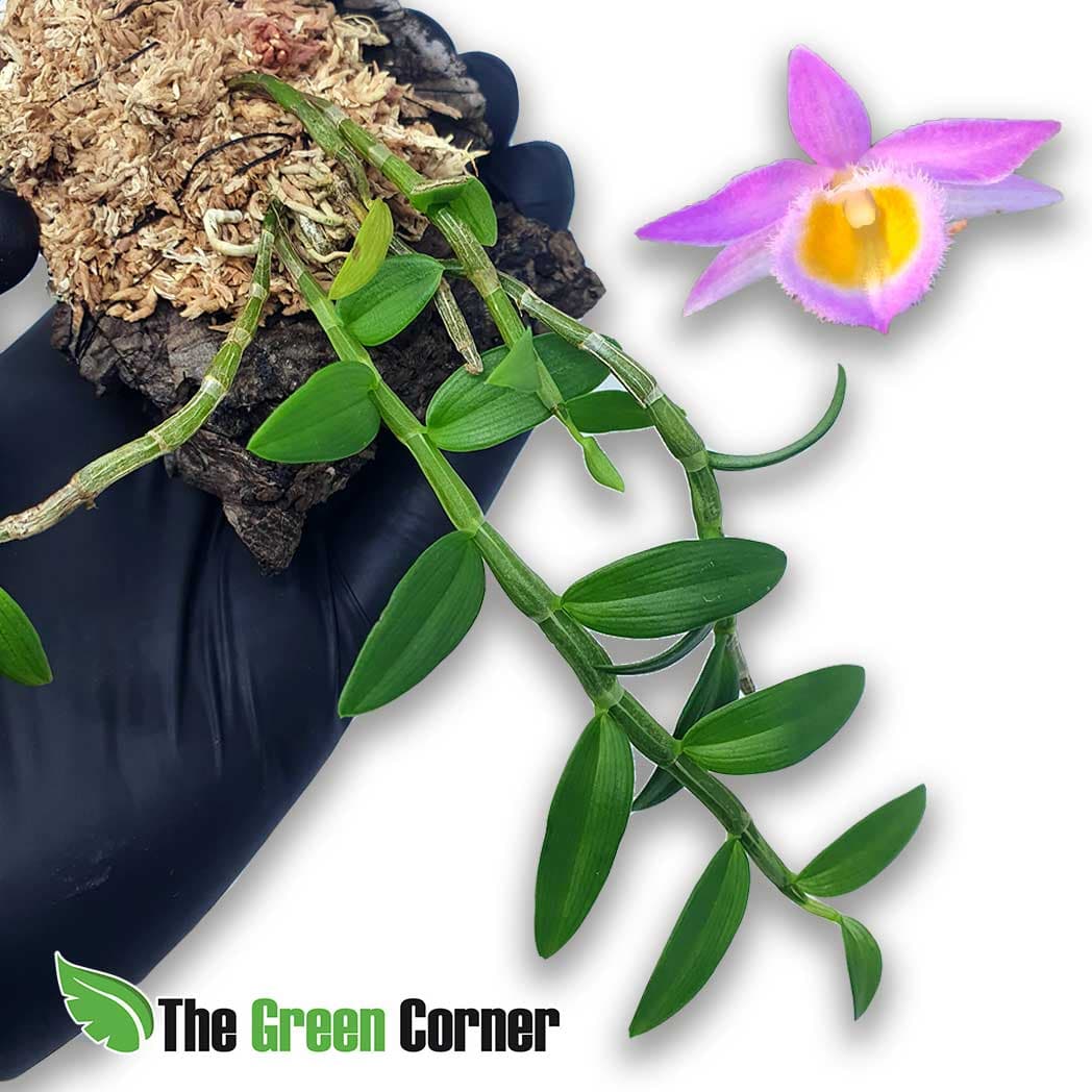 Dendrobium Loddigesii: Impresionante Orquidea botanica