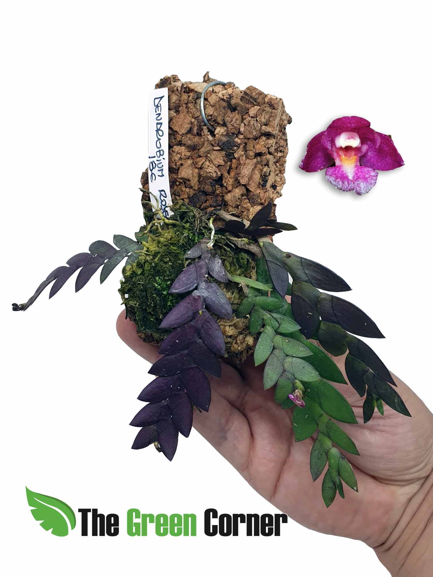 perfecta para ubicarla en terrarios y Orquidearios.