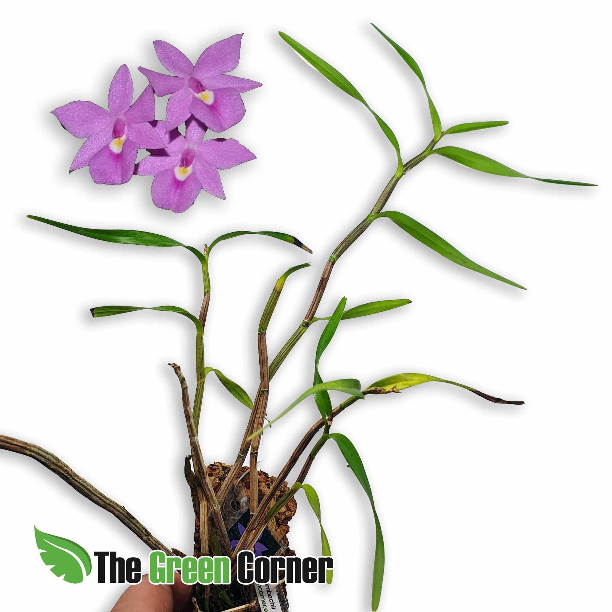 Dimerandra rimbachi: Exclusiva Orquidea de Ecuador