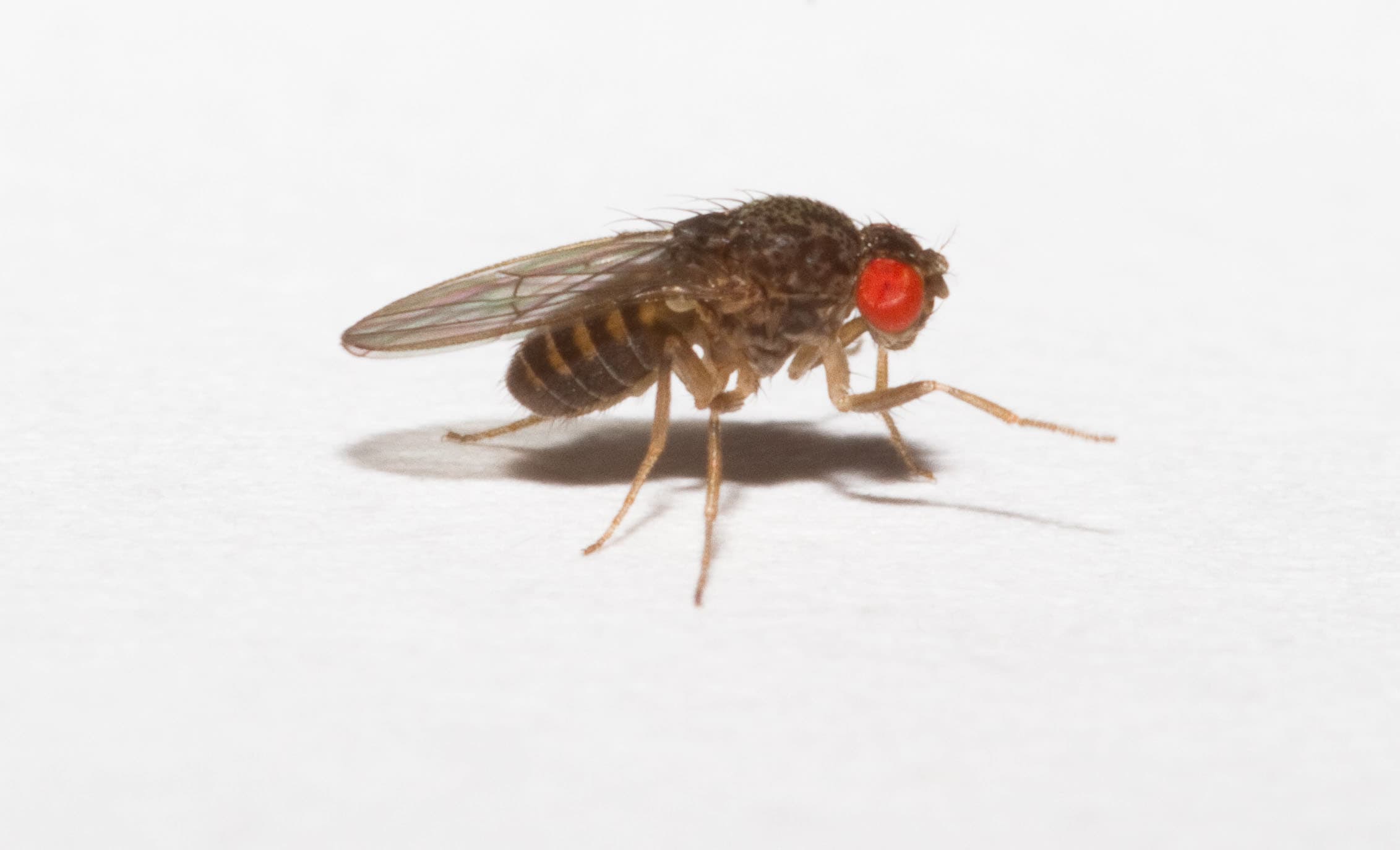 Cultivo de Drosophila: Moscas ápteras (no vuelan) y de tamaño más grande que la Drosophila melanogaster. Alimento vivo para animales pequeños