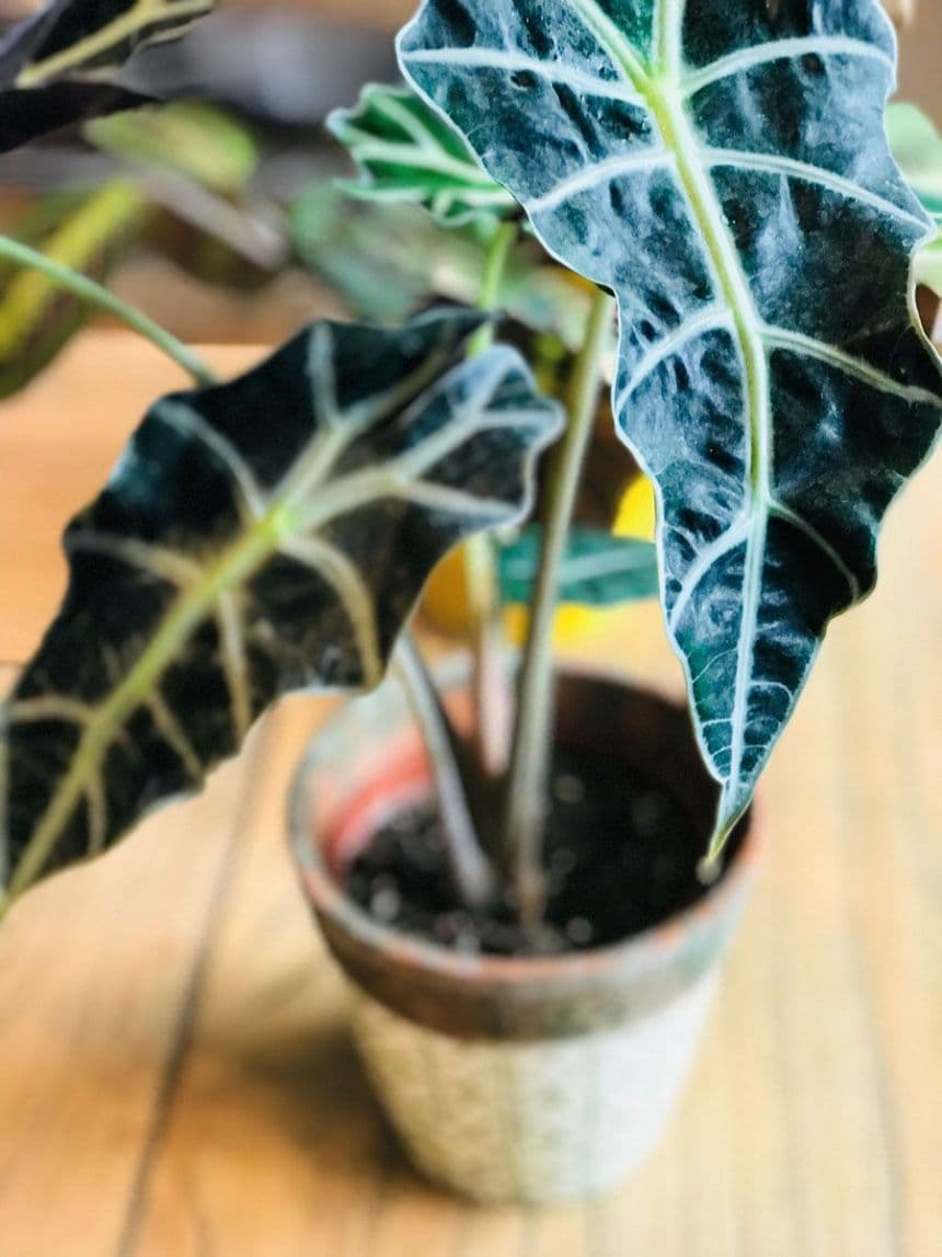 Alocasia bambino curly 3