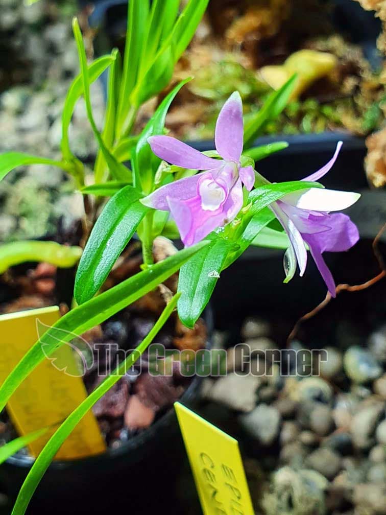 Epidendrum centropetalum 4
