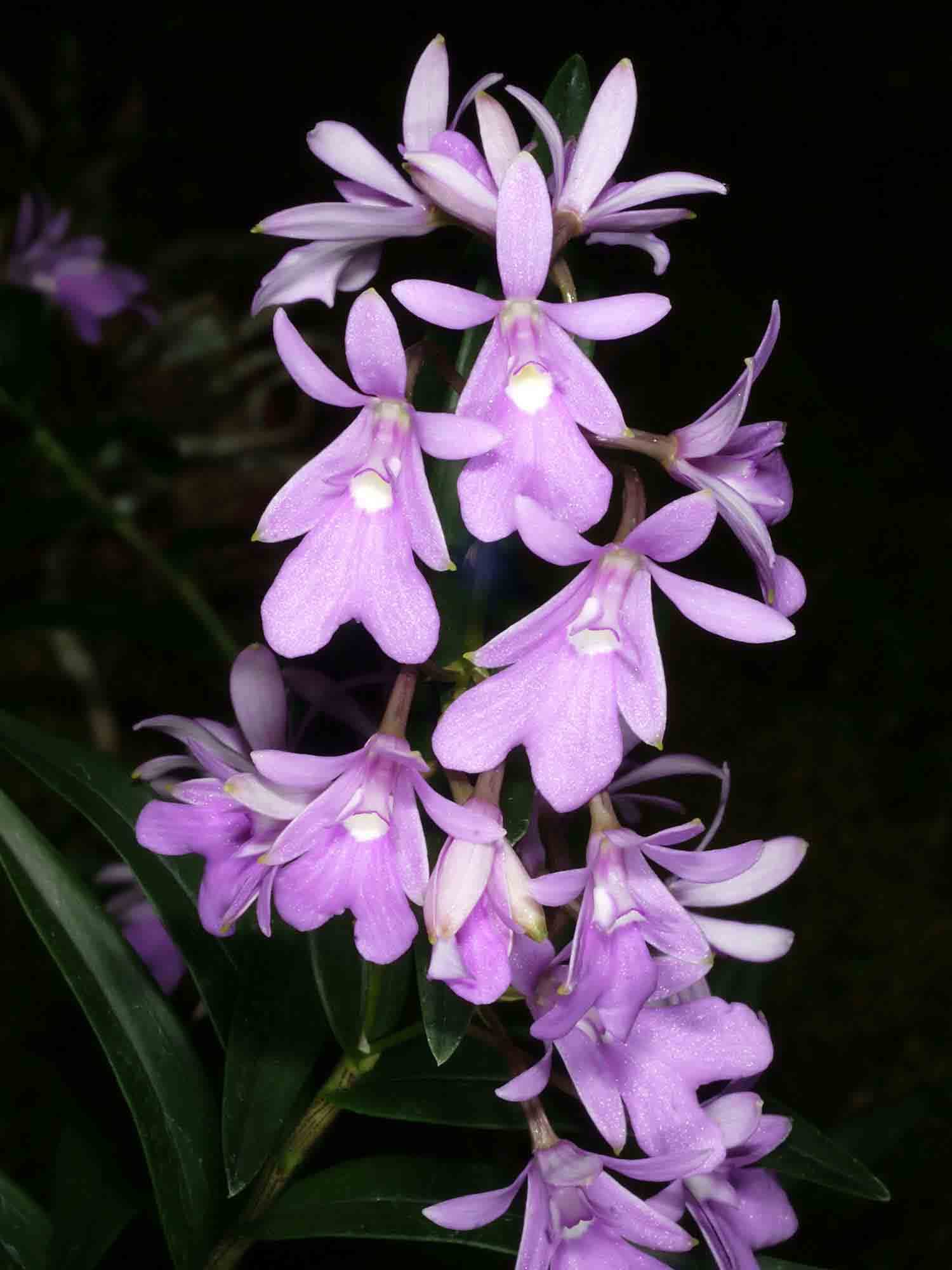 Epidendrum centropetalum 3