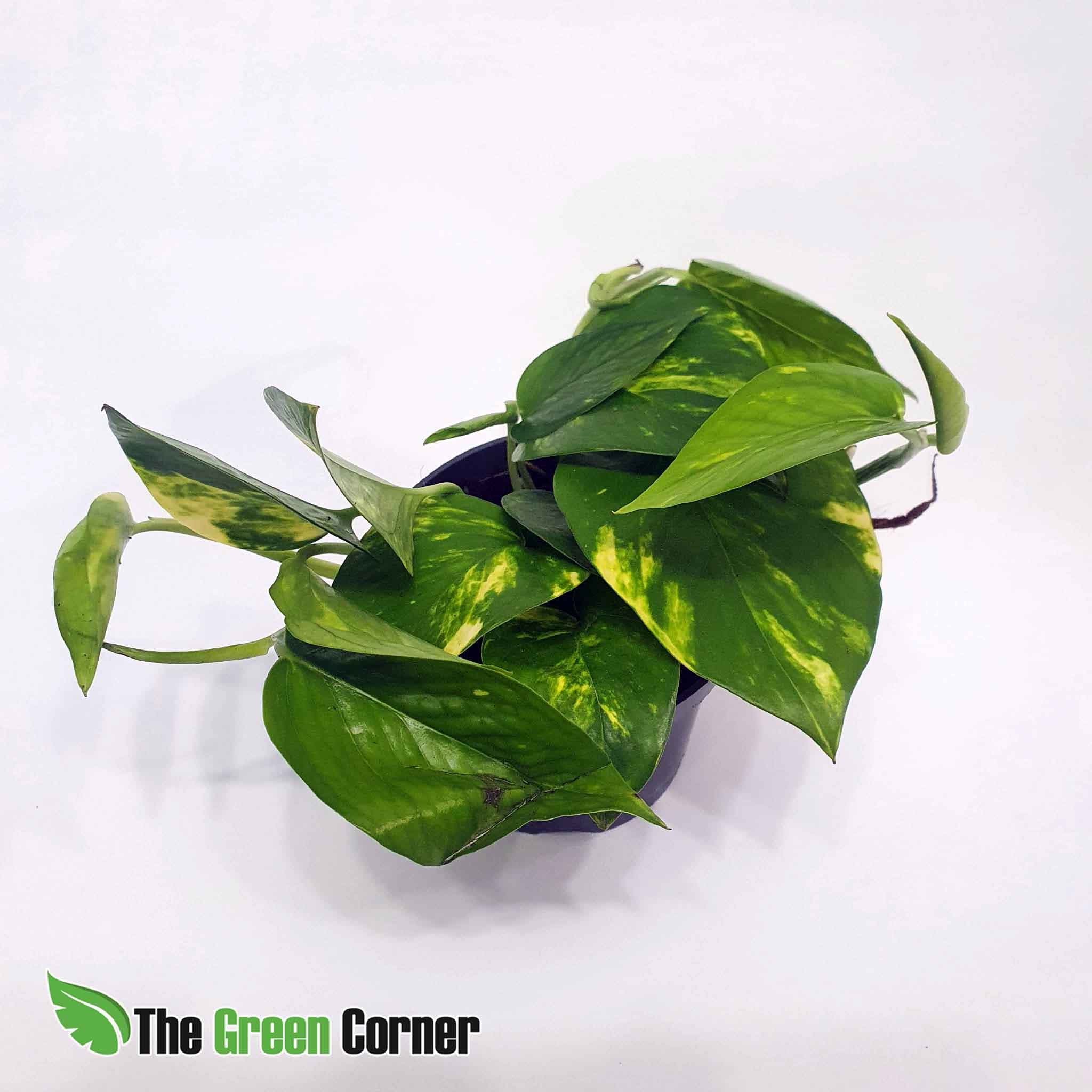 Epipremnum Aureum: Pothos 2