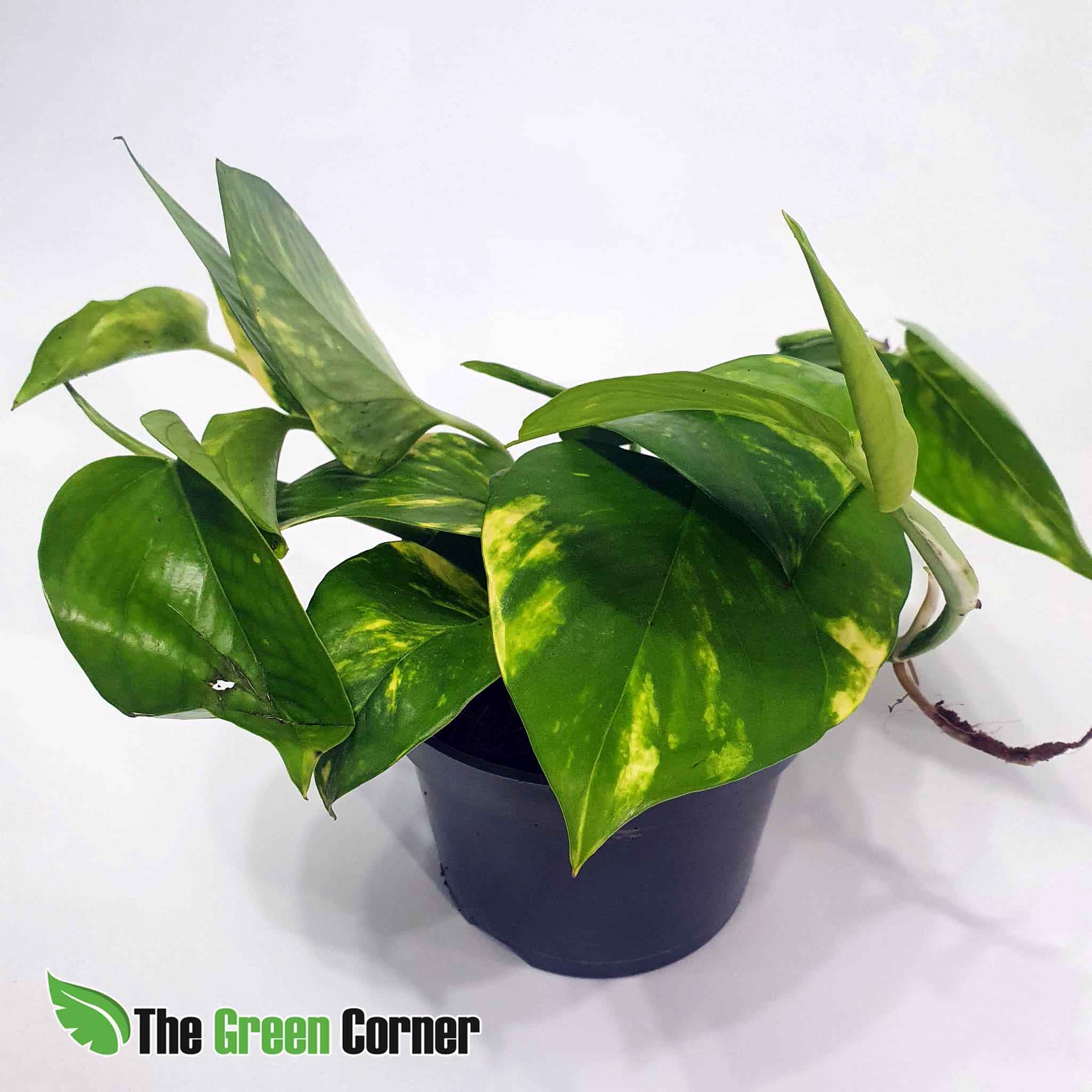 Epipremnum Aureum.Perfecta planta de la familia de los míticos y resistentes pothos con las hojas variegas al limite. Muy resistente.