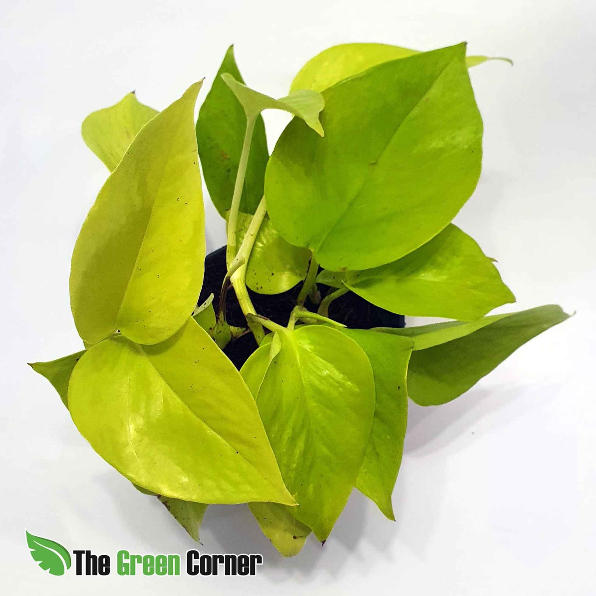 Epipremnum: una de las preciosas plantas para terrario seleccionadas desde nuestra propia experiencia evitando problemas de adaptación.