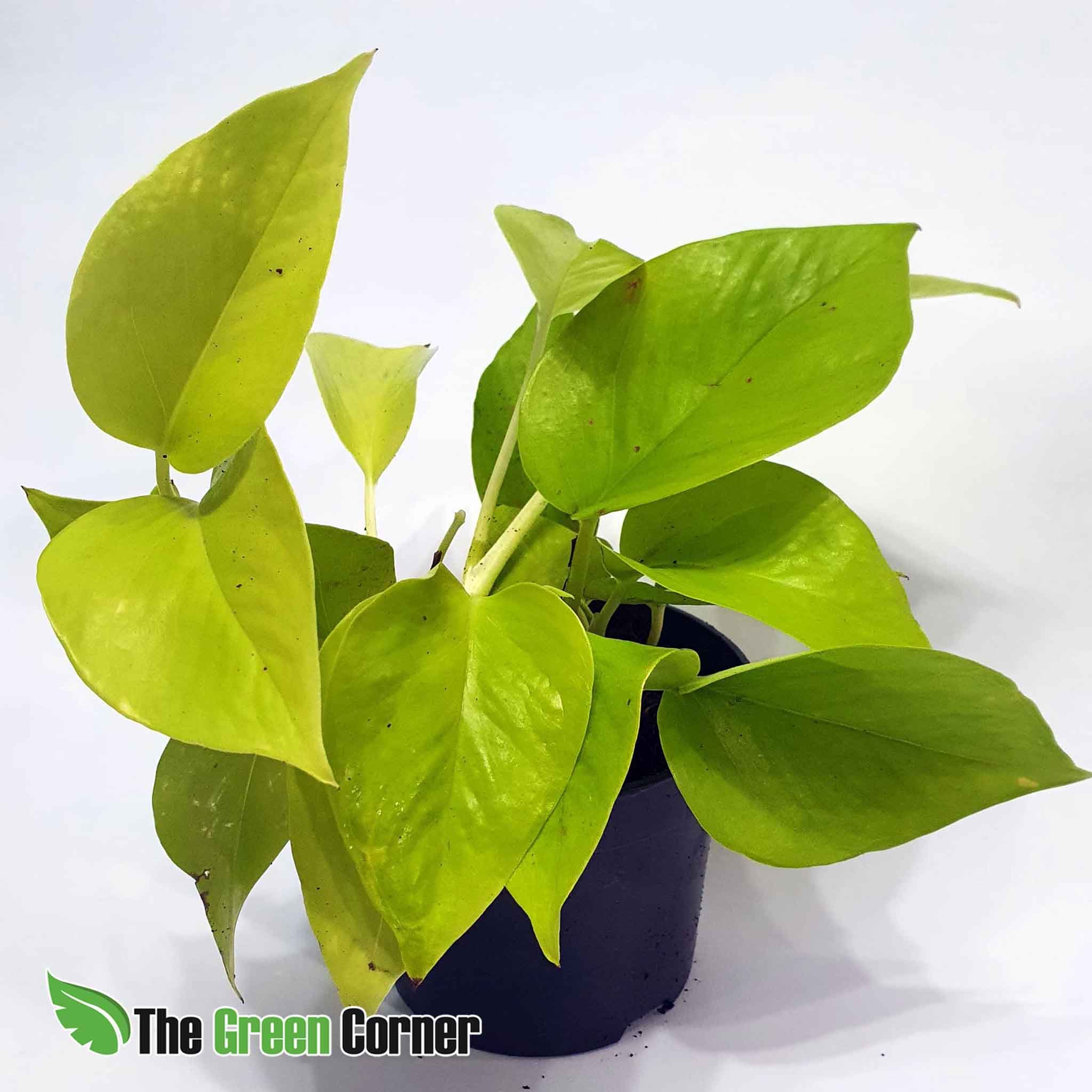 EPIPREMNUN "GOLDEN POTHOS" 4