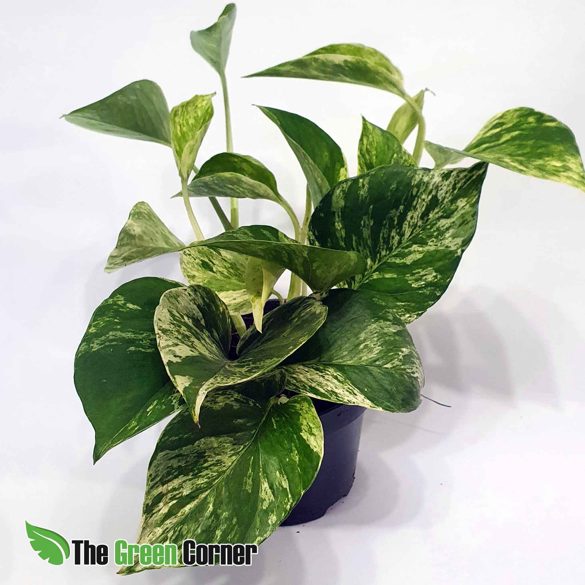 Epipremnum Marble Queen.Perfecta planta de la familia de los míticos y resistentes pothos con las hojas variegas al limite. Muy resistente.