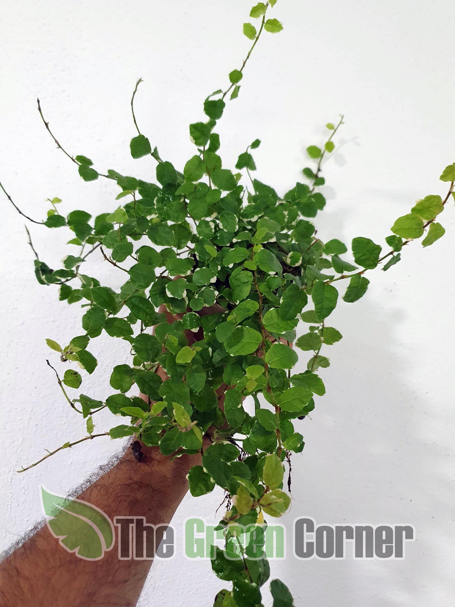 Ficus pumilla white suny: una de las preciosas plantas para terrario seleccionadas desde nuestra propia experiencia.