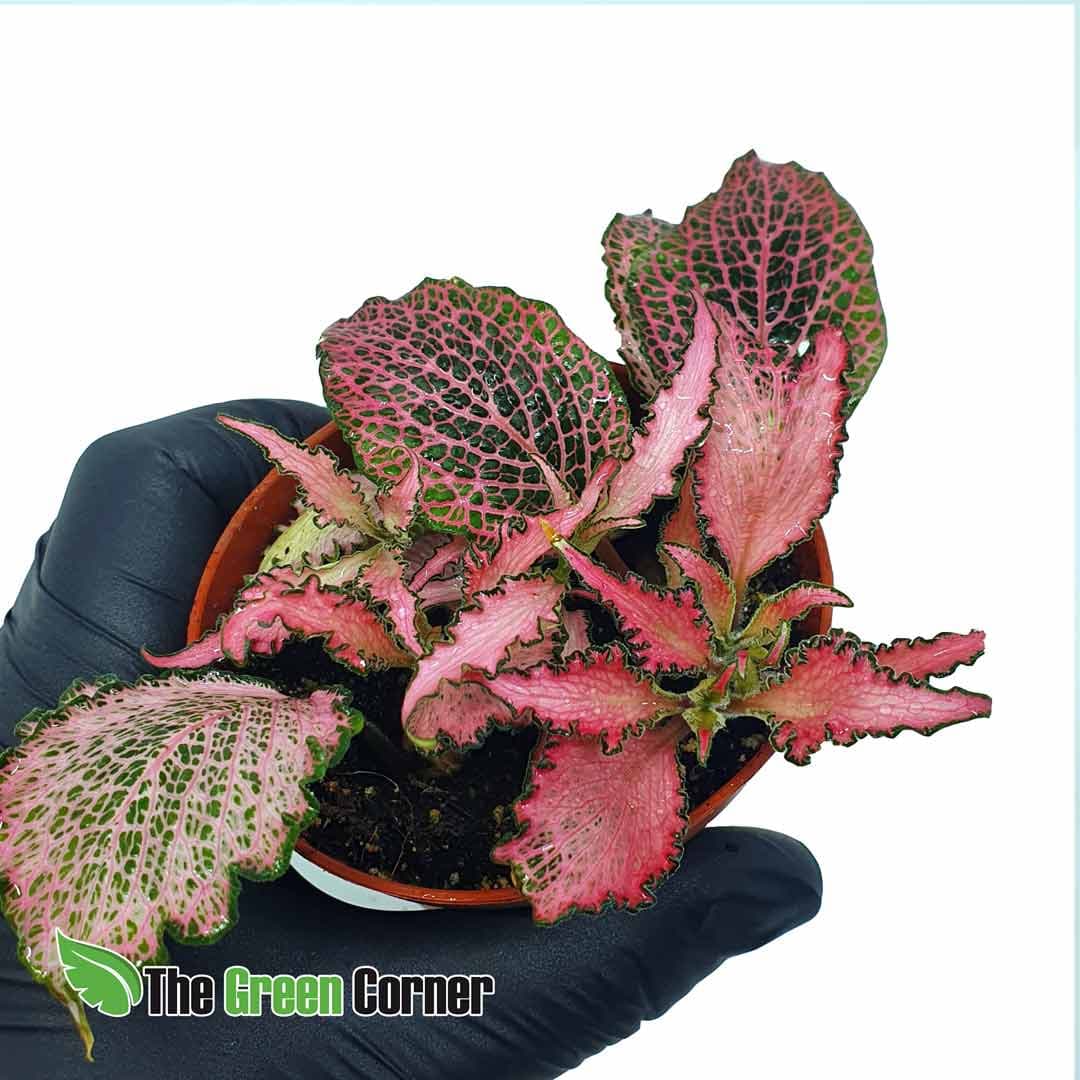 Fittonia verschaffeltii var. big leaf rosa. Conocida planta para terrarios llena de color y muy economica. Varios tonos de hoja disponibles.
