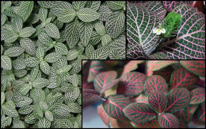 Fittonia verschaffeltii Big leaf (Verde-blanco) 4