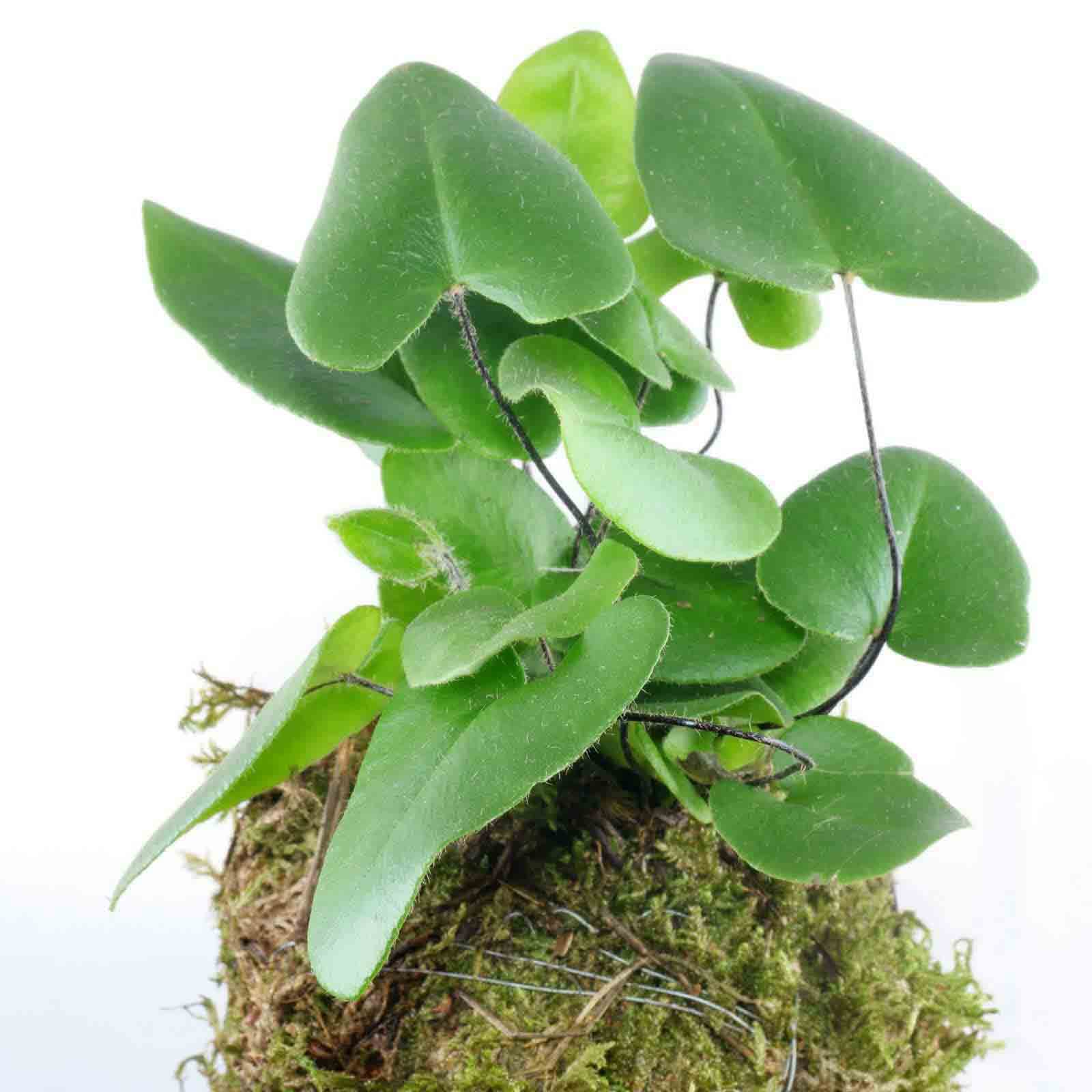 Hemionitis Arifolia 3
