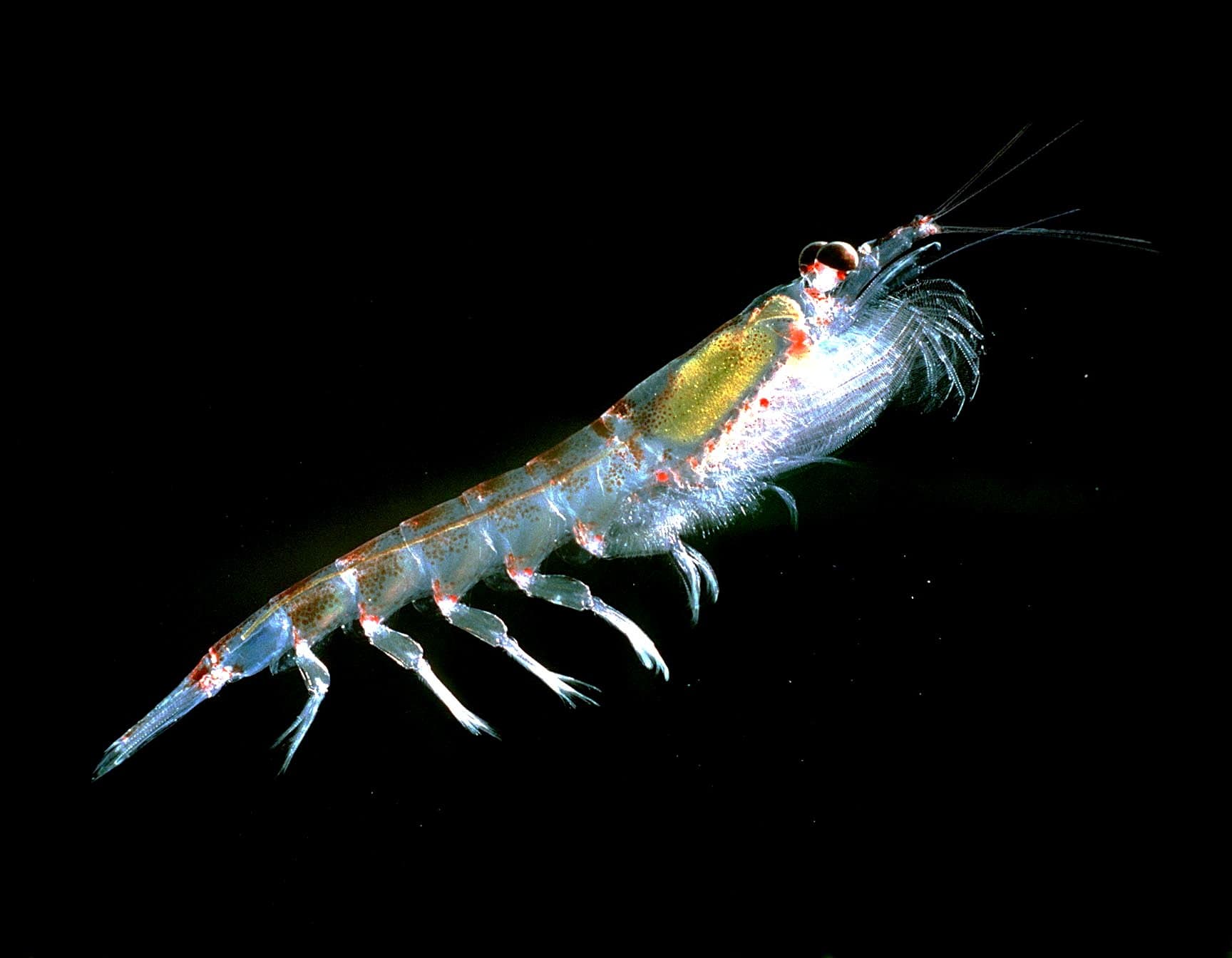 también se puede usarpara alimentar Anemonas y corales.