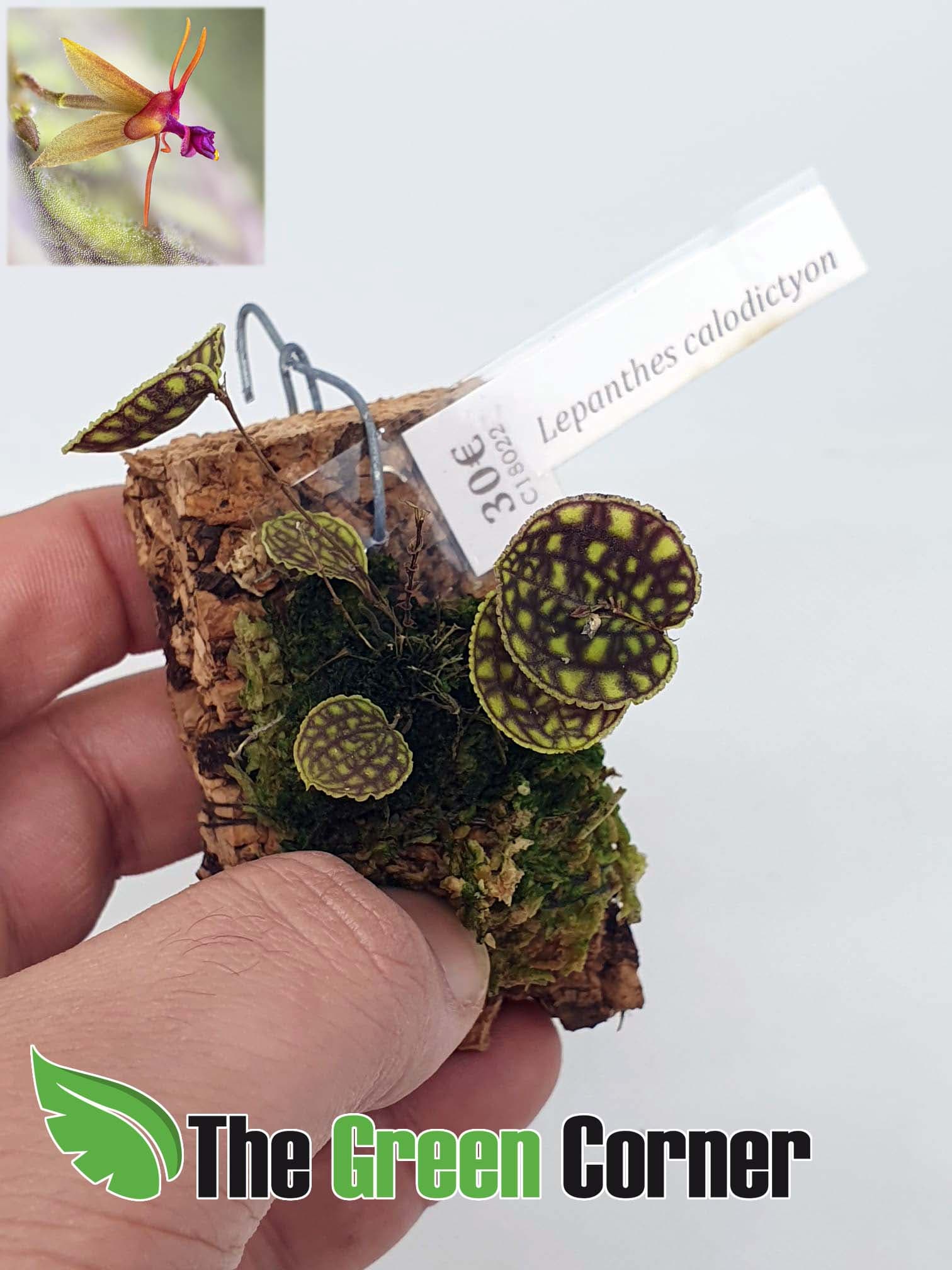 Lepanthes calodictyon: Preciosa Orquidea joya