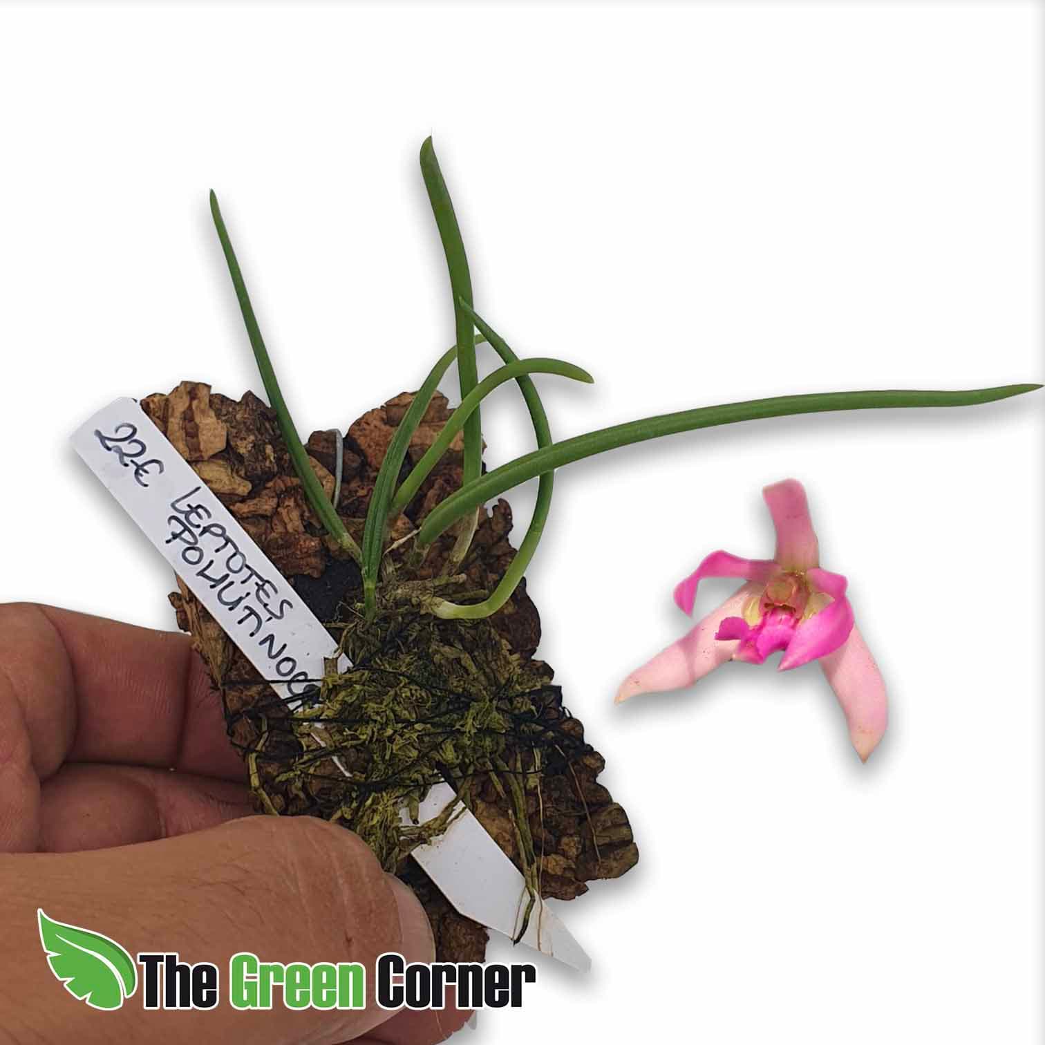 Leptotes pohlitinocoi: Orquídea miniatura 4